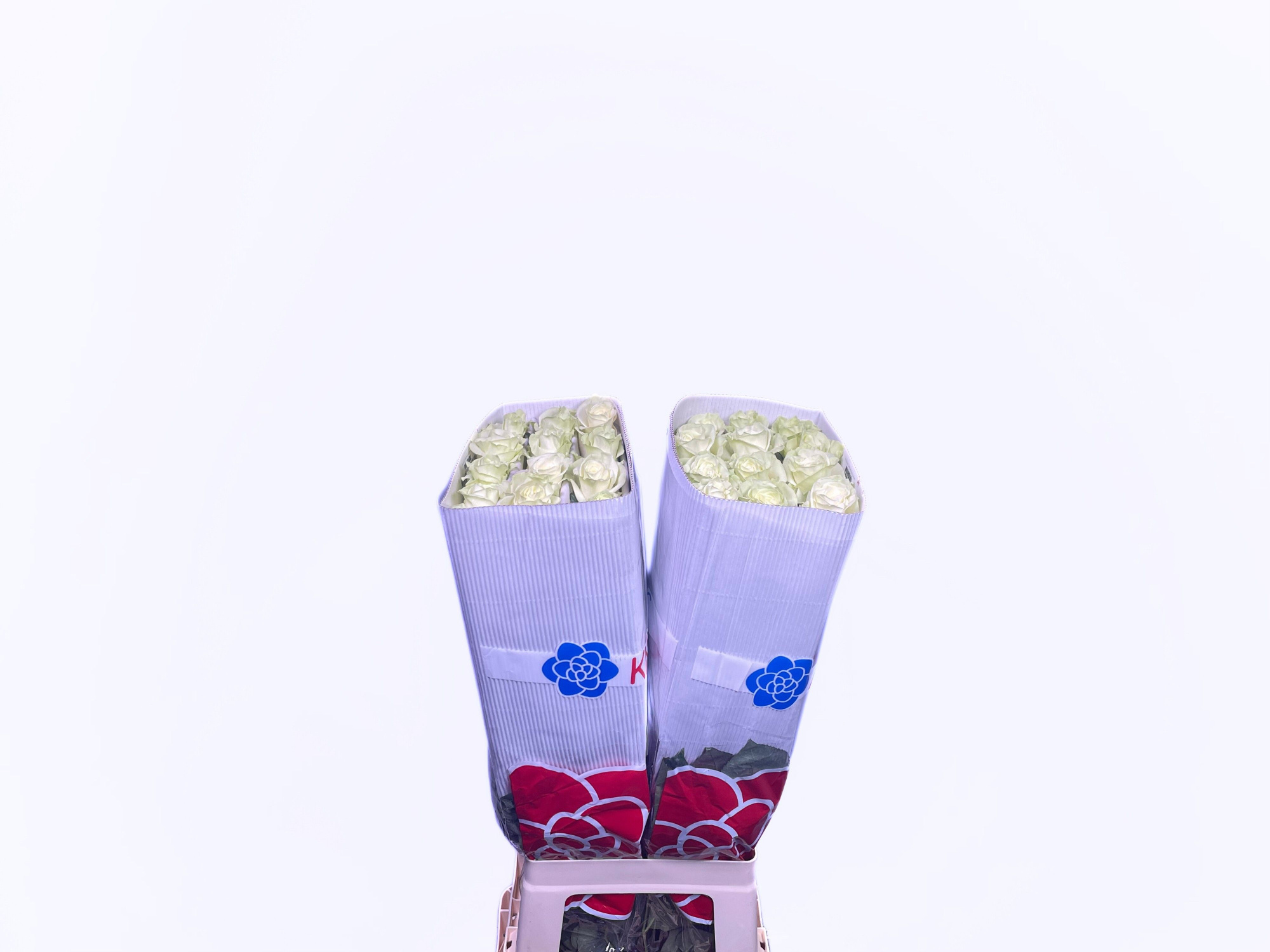 Роза од. Мондиаль 70 (бел.), шт.