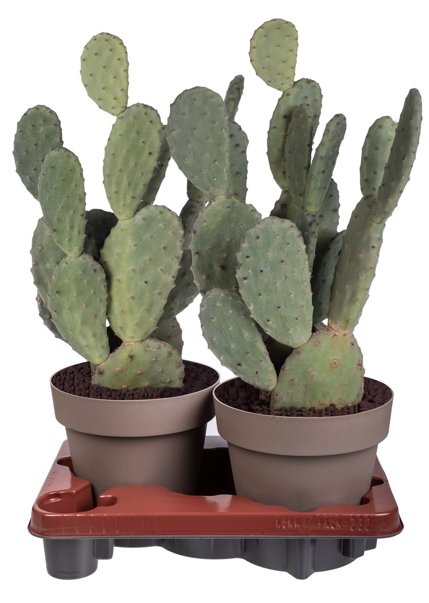 OPUNTIA TOMENTOSA - POT Ø 20 (CACTUS), D 20