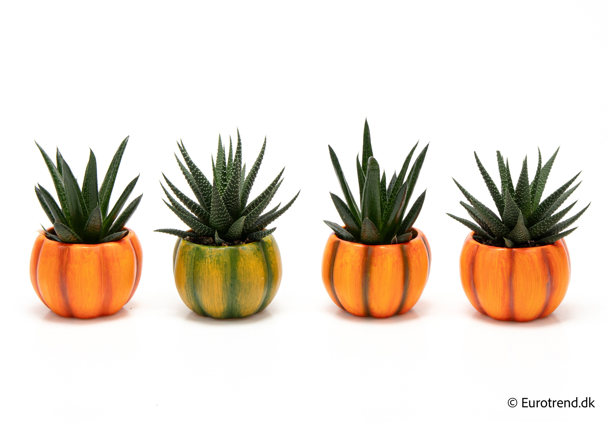 Succulent Mix in Halloween ceramic 2025, D 6 cm