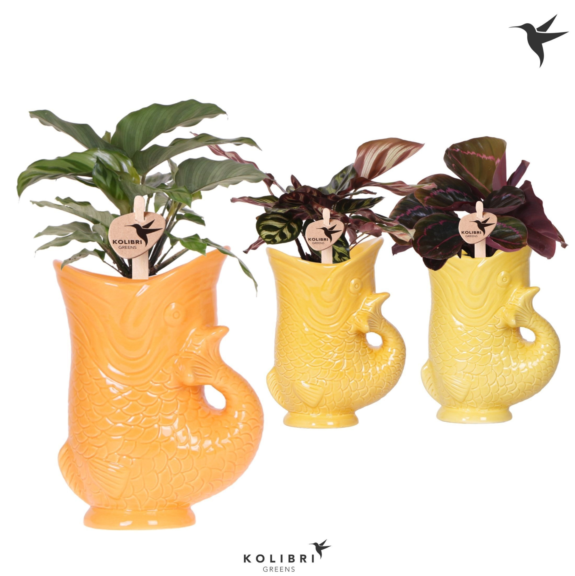 Kolibri Greens Calathea mix in Fish pot yellow mix, D 9 cm