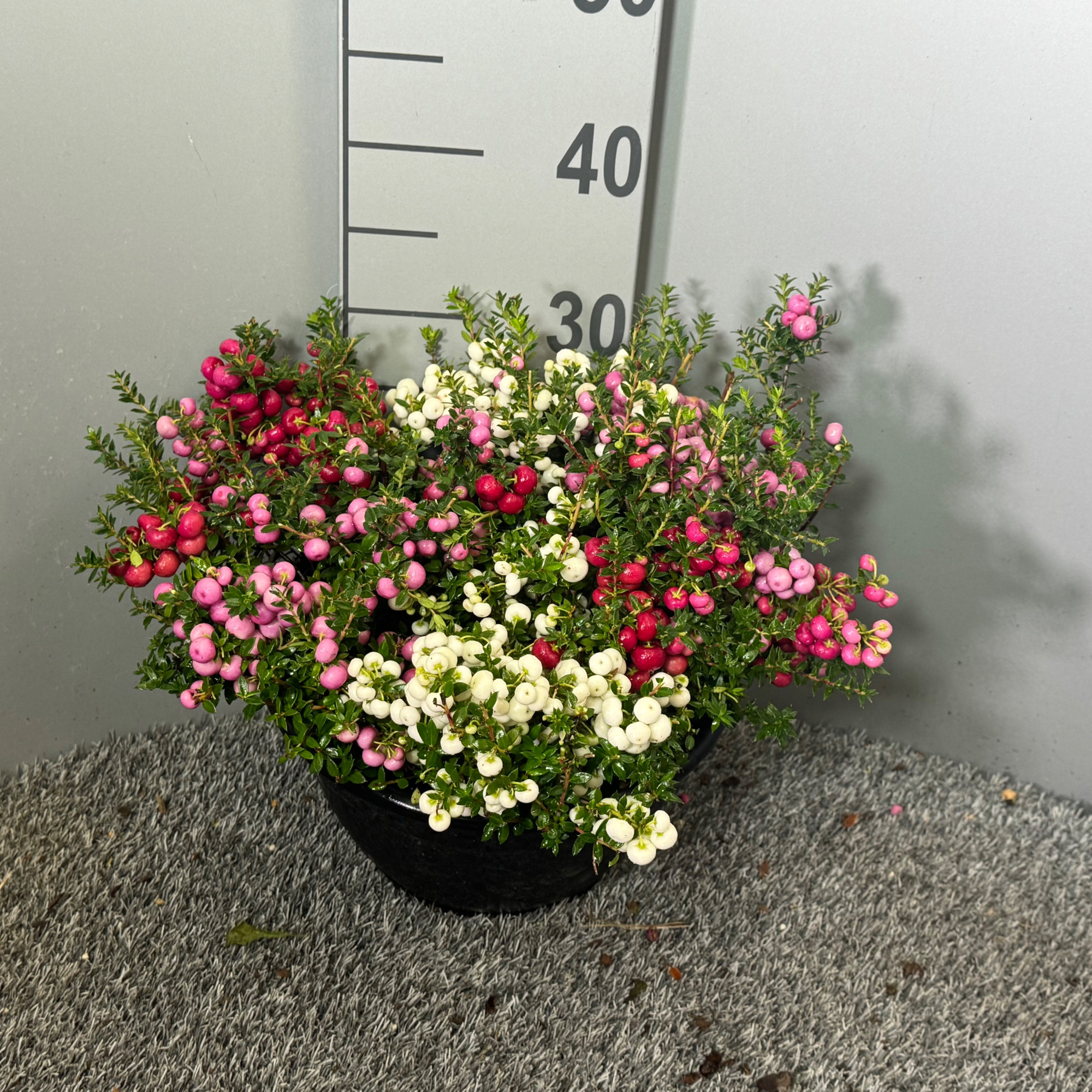 Pernettya '3-Colour' schaal, D 25 cm