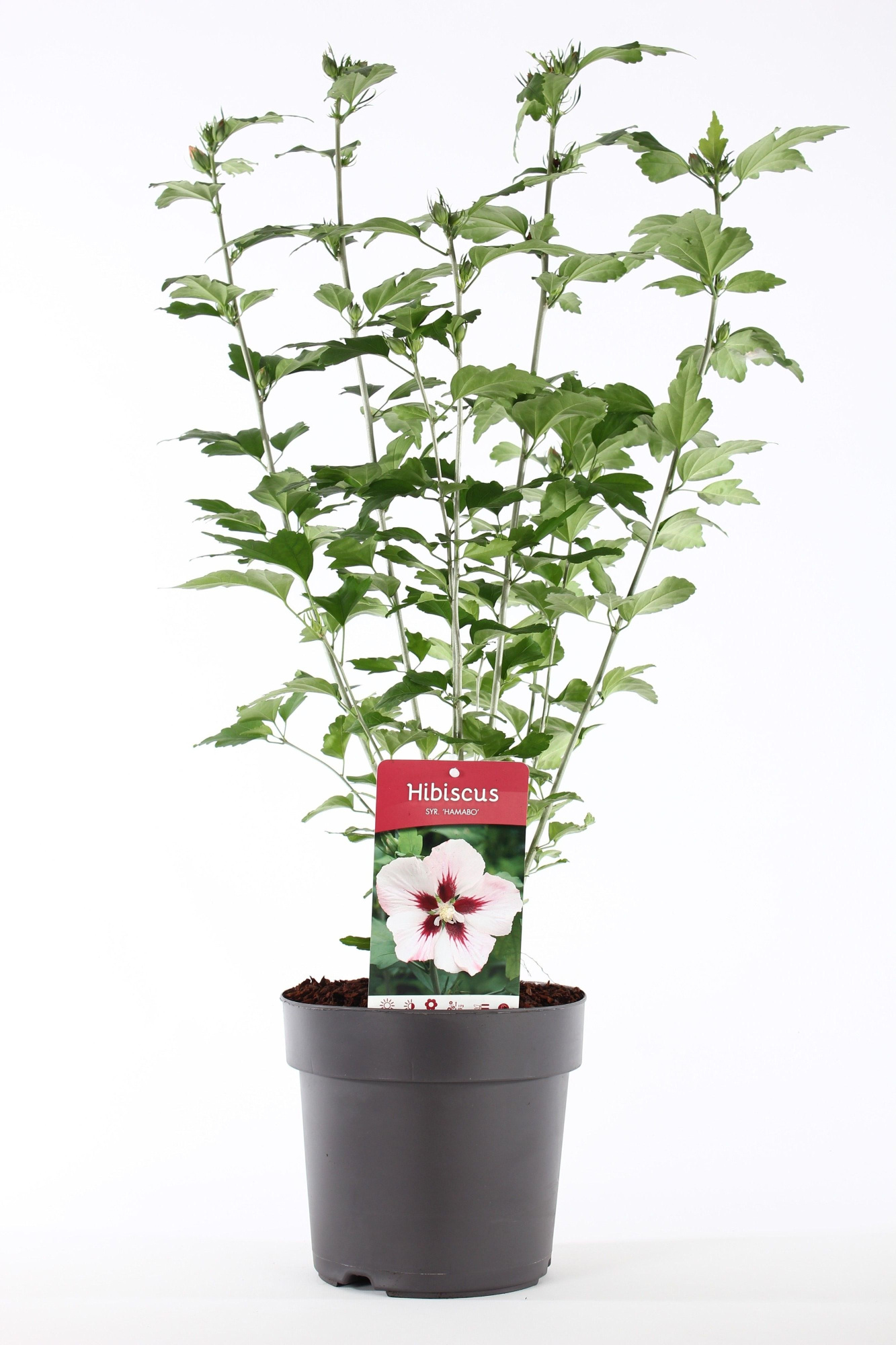 Hibiscus syr. 'Hamabo' P21/C4.6, D 21 cm