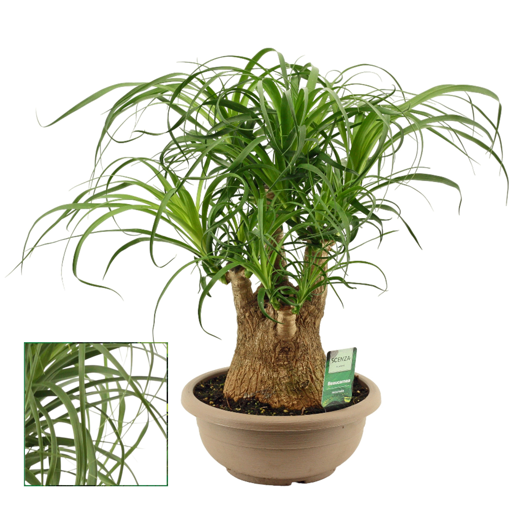 Beaucarnea vertakt 25 cm (Scenza), D 25