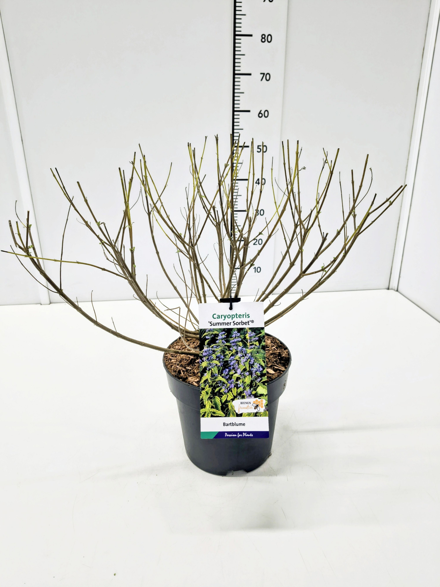 Caryopteris cland. 'Summer Sorbet' C5, D 23