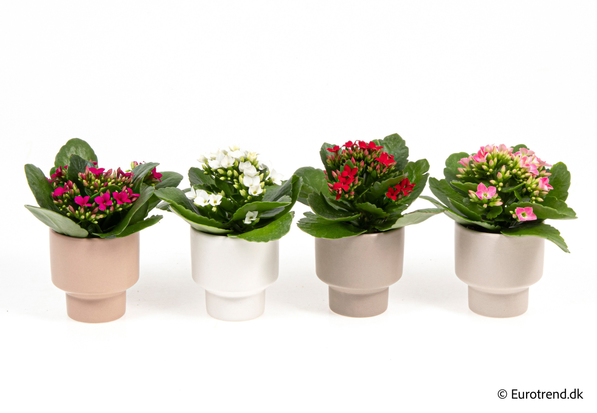 Kalanchoe in New Look ceramic 2026, D 6