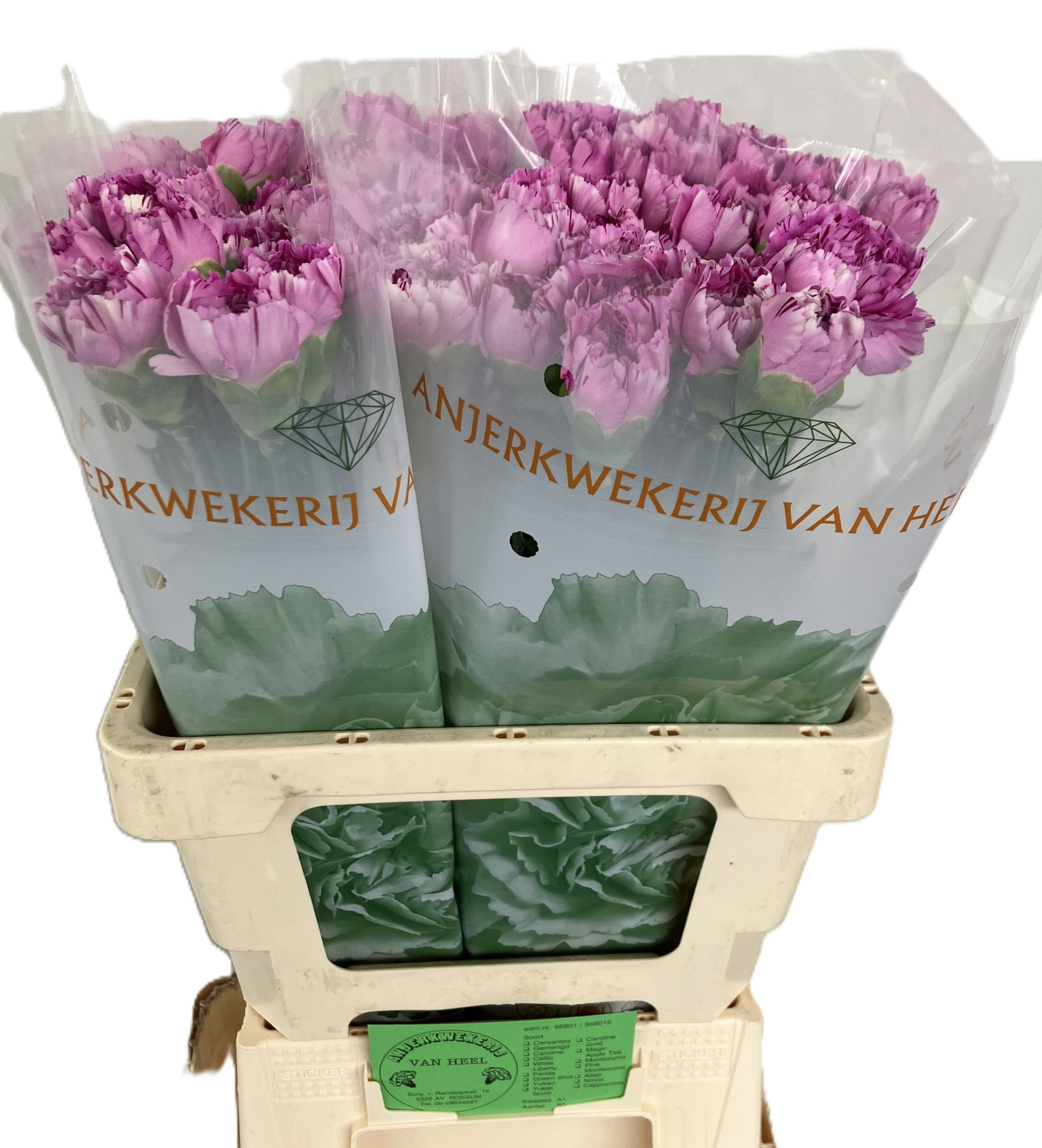 Диантус од. Юкари Скуро, шт.