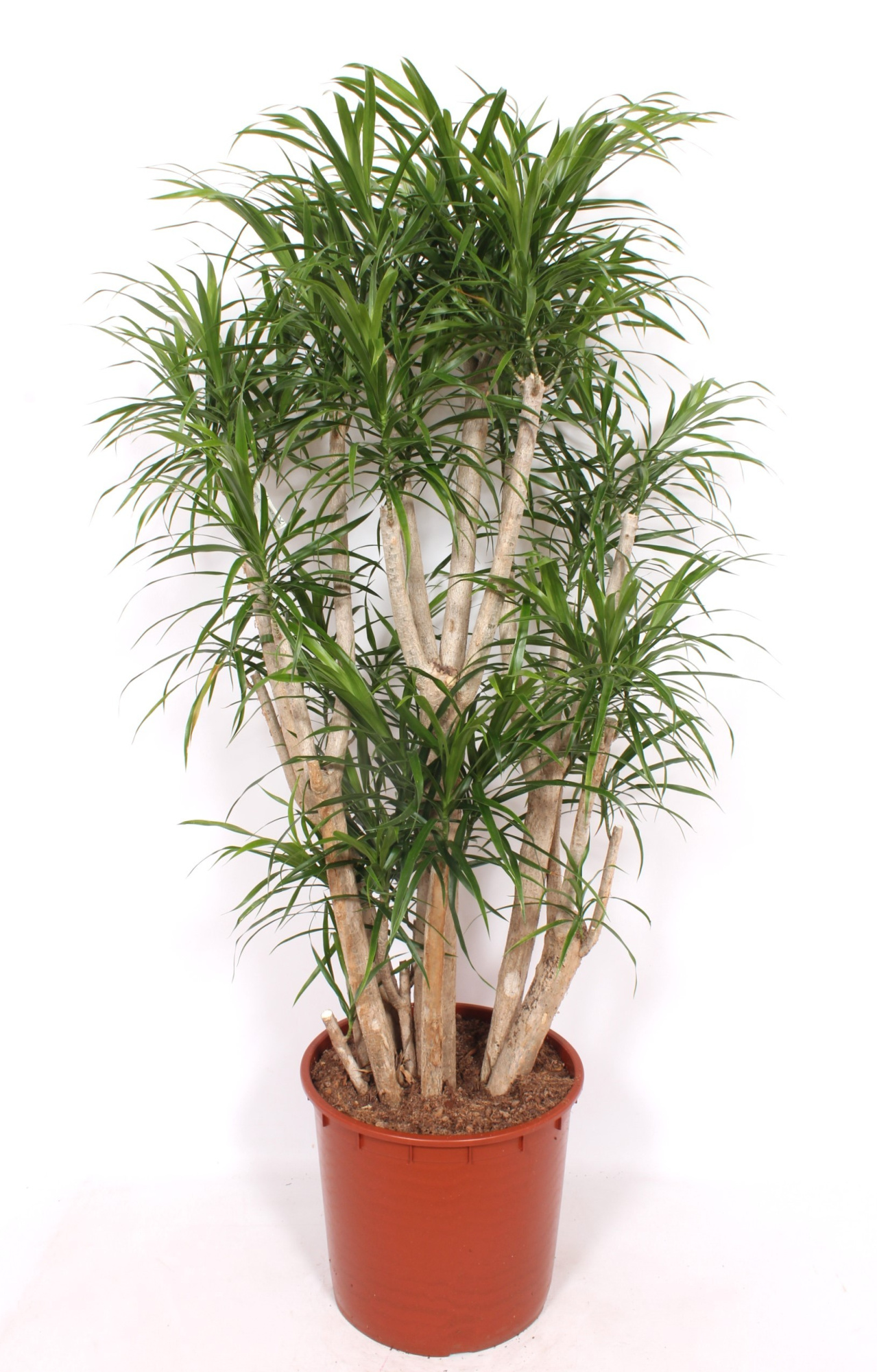 Dracaena Anita, D 34 cm