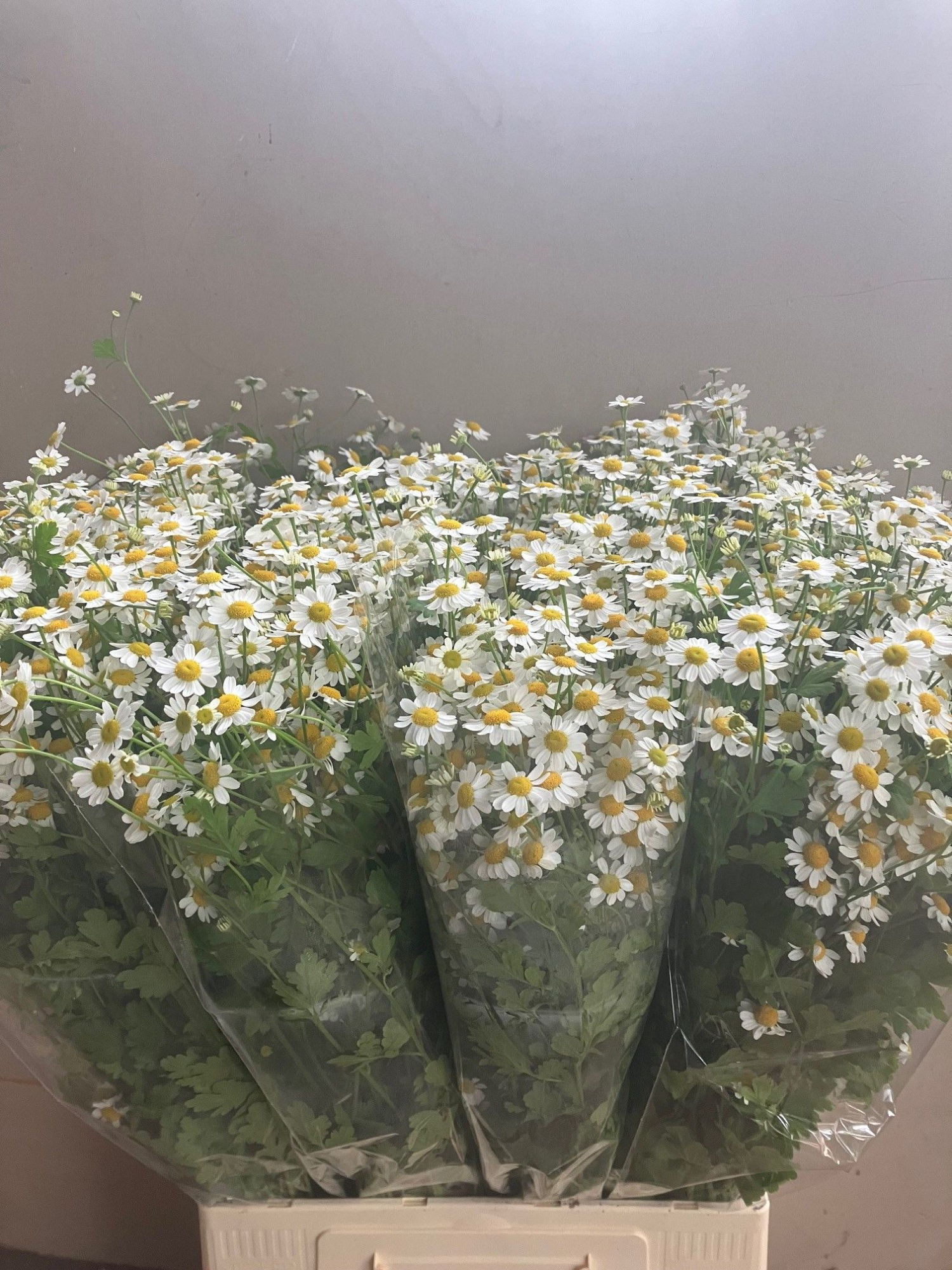 Танацетум Сингл Вегмо 60 (бел.), шт.