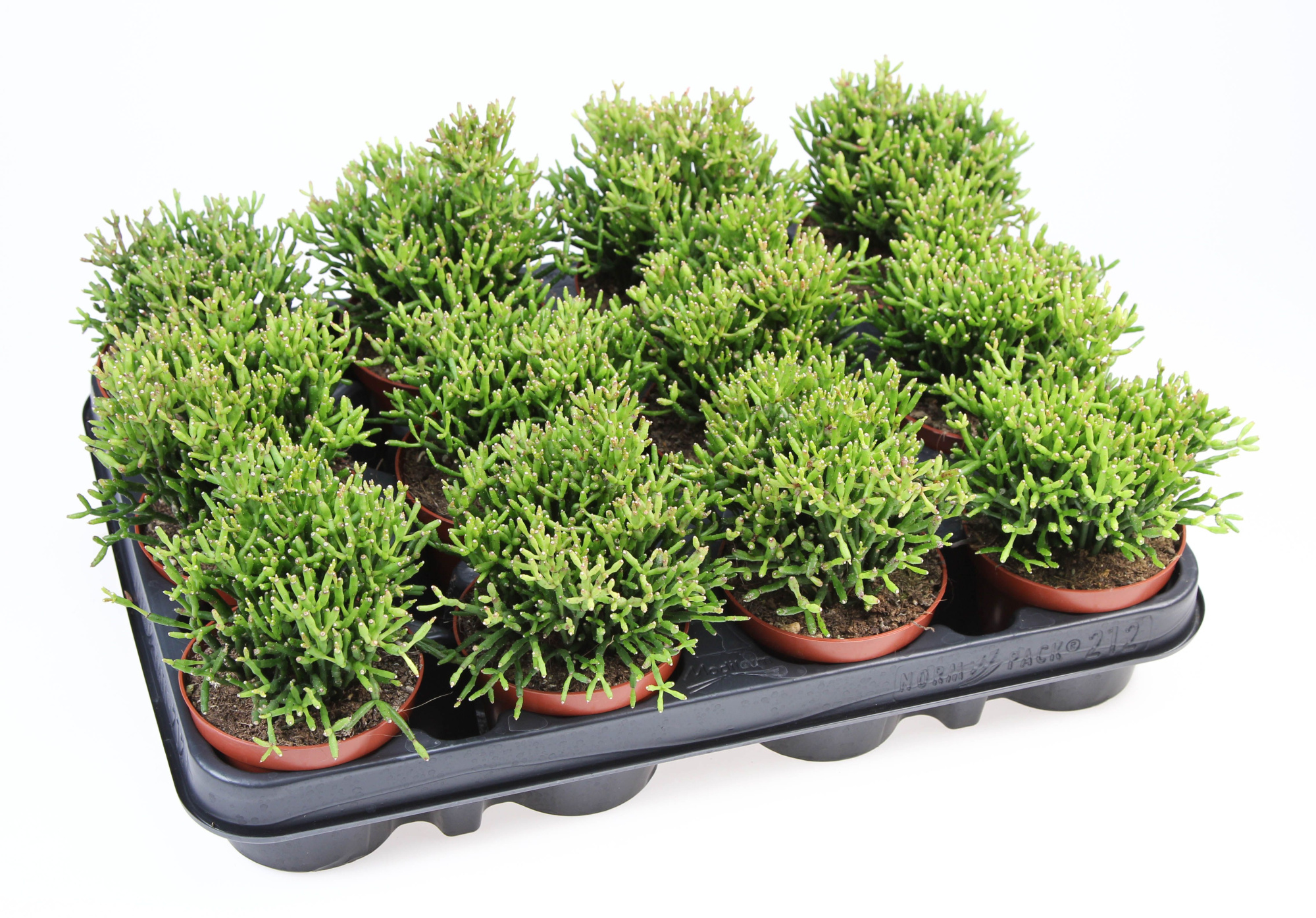 Rhipsalis baccifera hatiora, D 8,5 cm