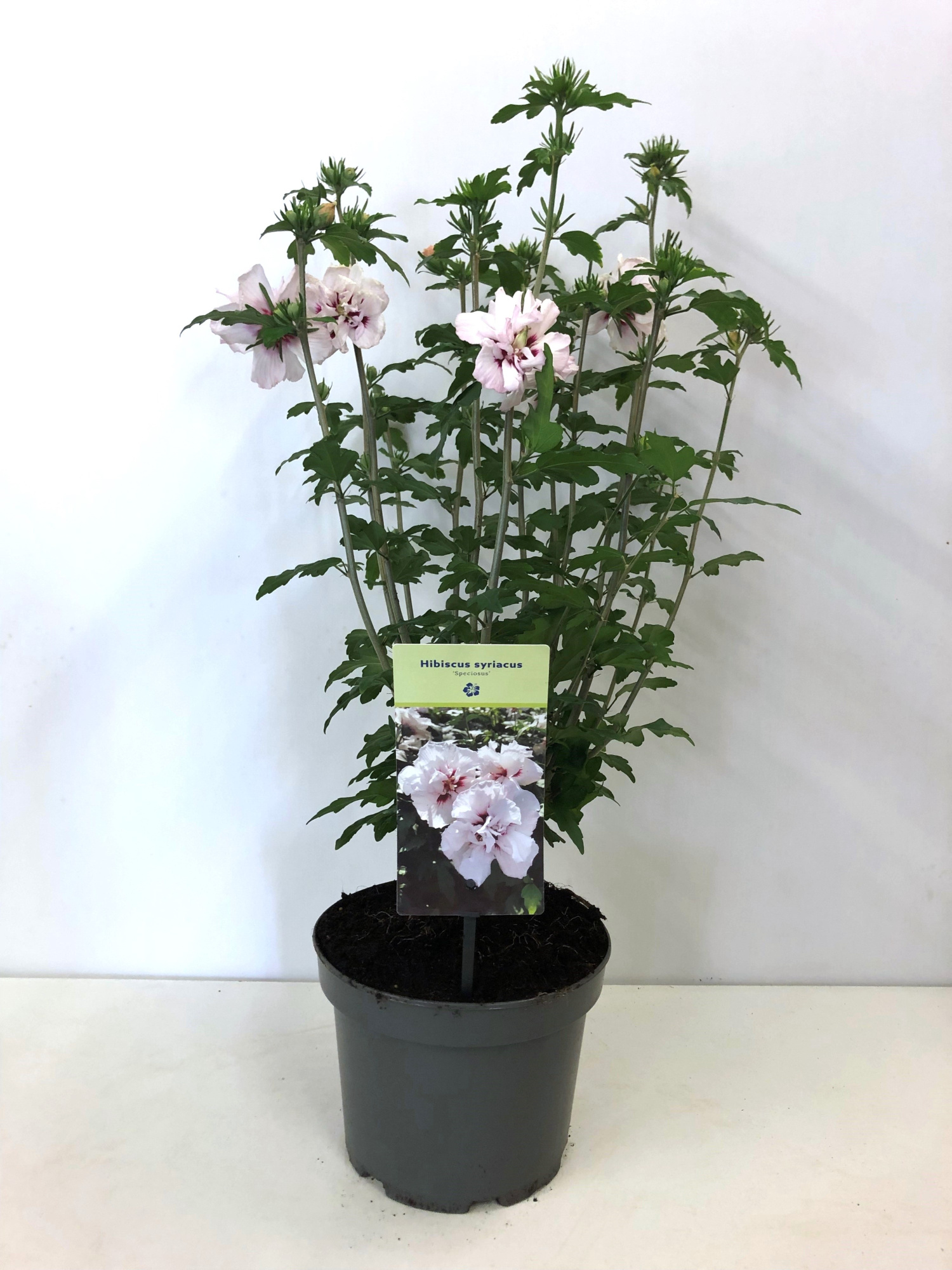 Hibiscus syriacus 'Speciosus' 19 cm, D 19 cm