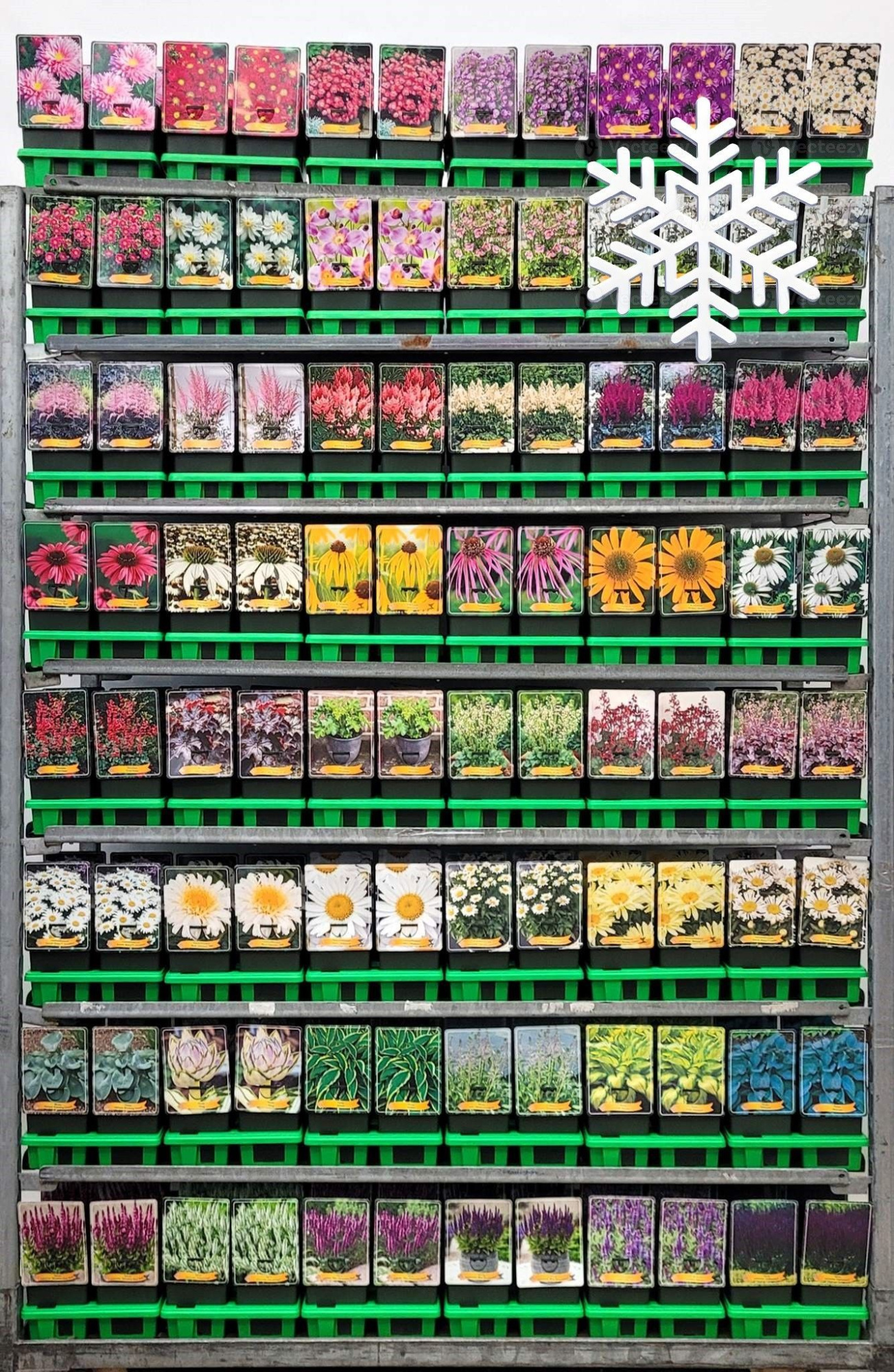 Vaste planten Mix CC Extra Winterhard P11, D 11 cm