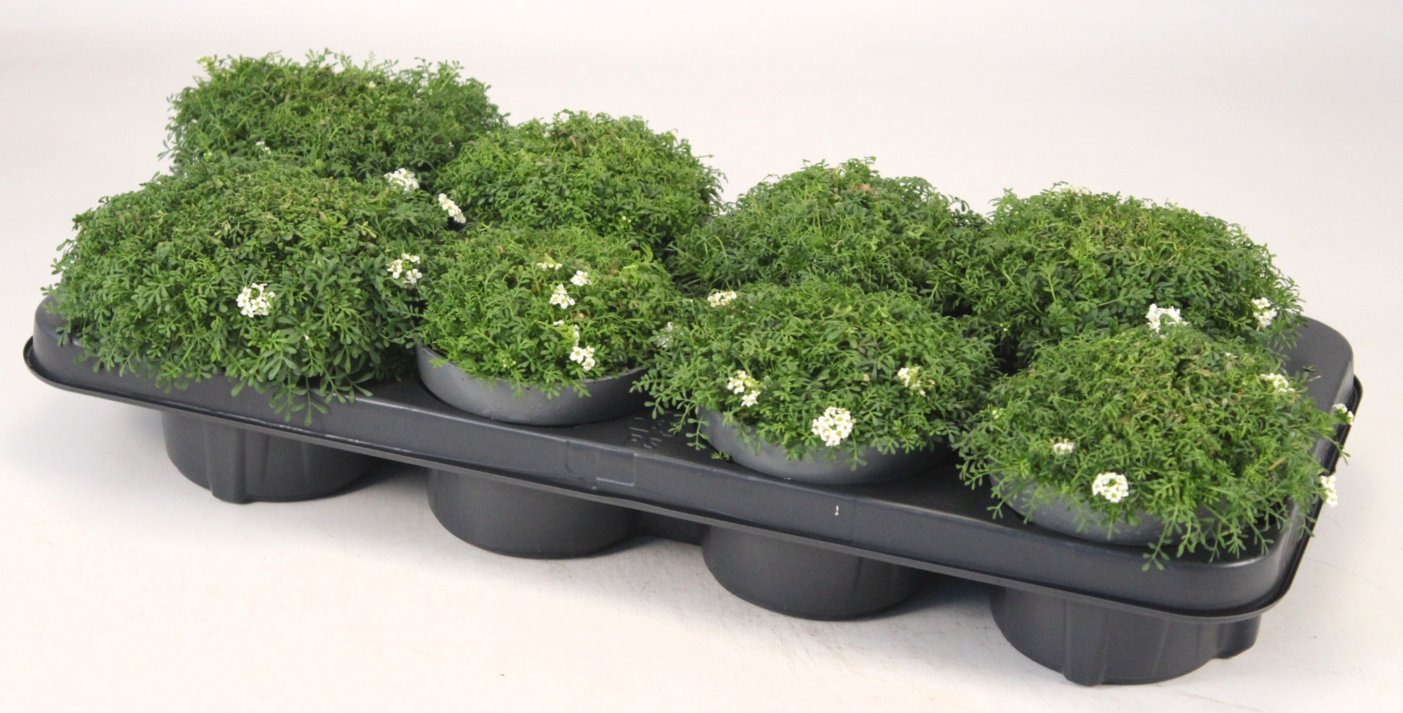 Pritzelago alpina T12, D 12