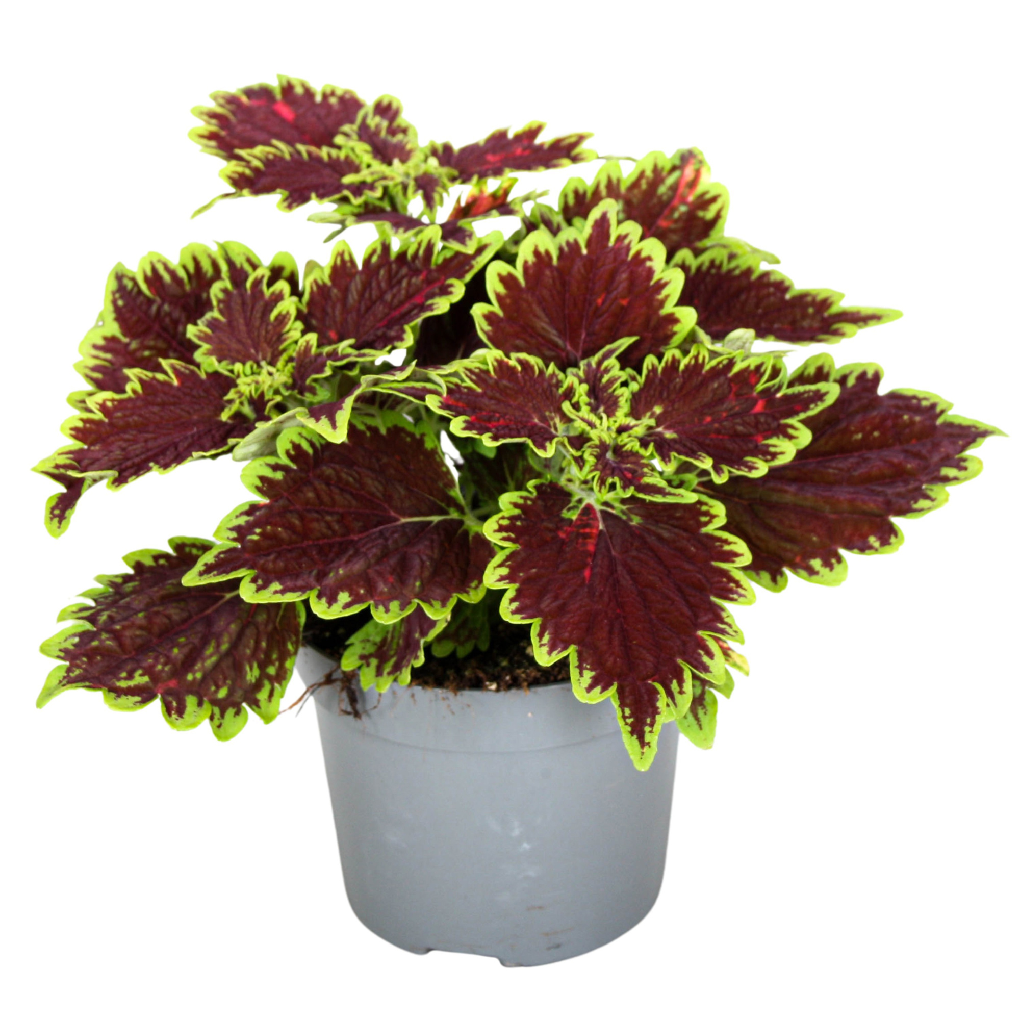 Coleus Bourbon Street, D 13