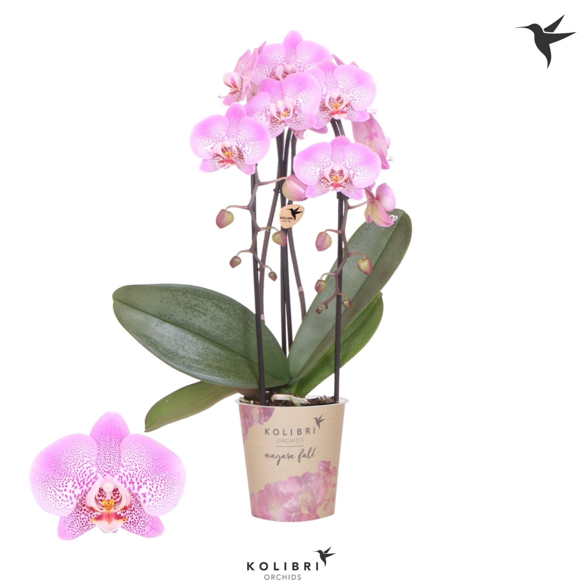 Kolibri Orchids Cascade Niagara Fall Jillion 2 spike, D 12