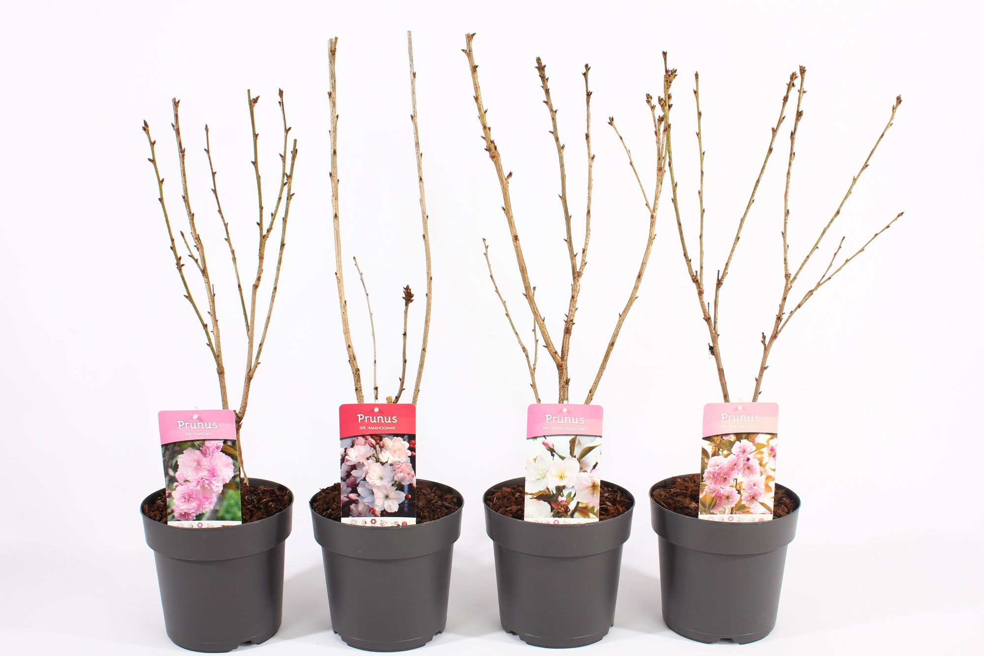 Prunus ser. mix P21/C4.6, D 21