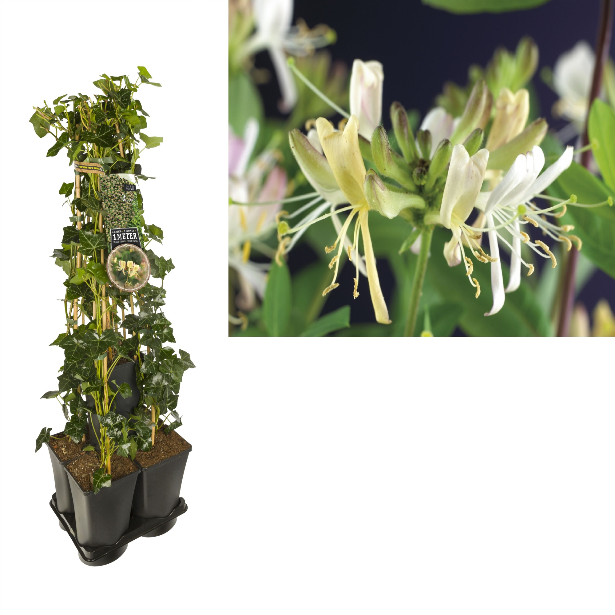 1 m. privacy mix Hedera + Lonicera 'Belgica Select' +label, D 17 cm