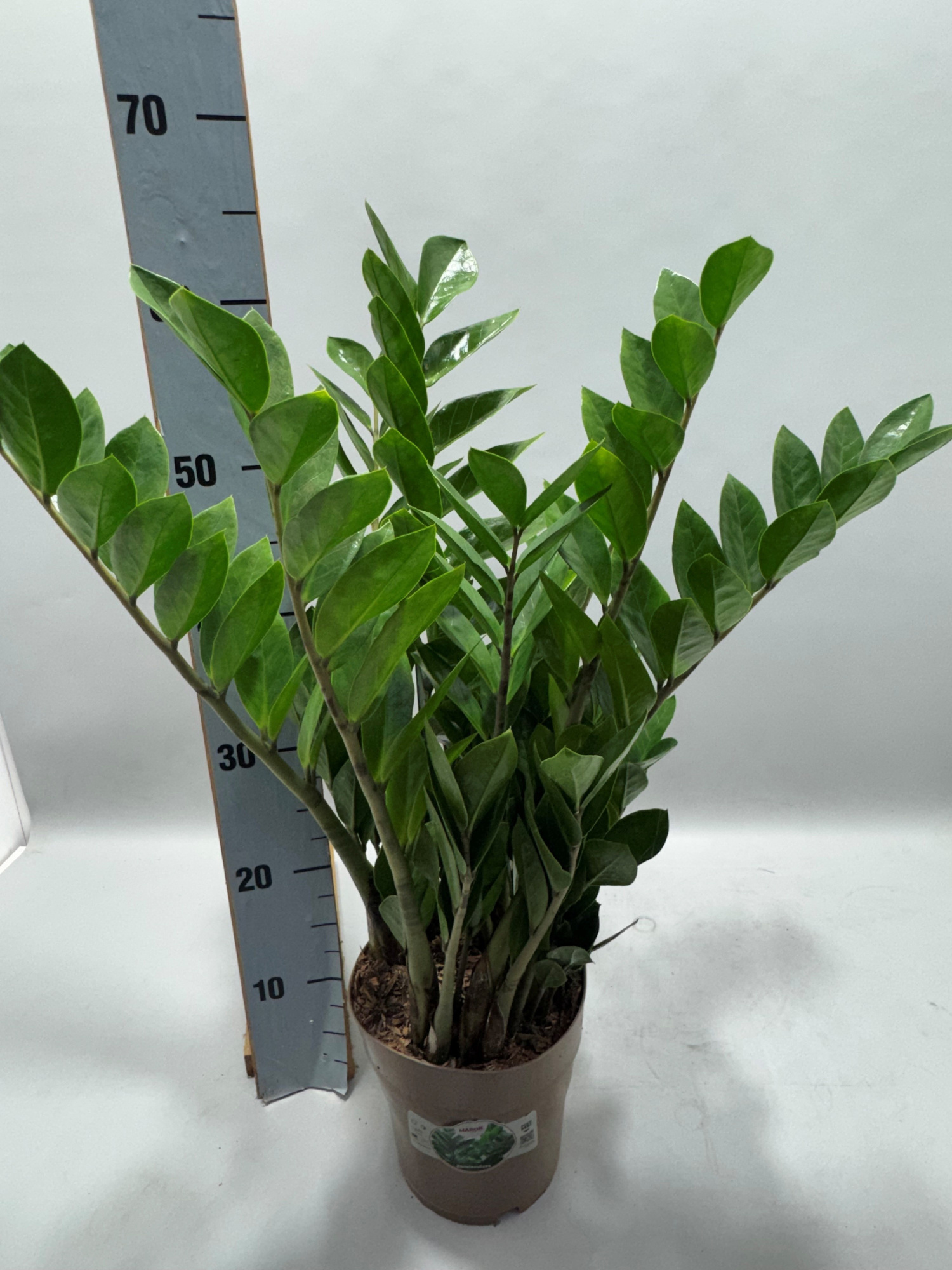 Zamioculcas P17 60cm 10+ veren, D 17