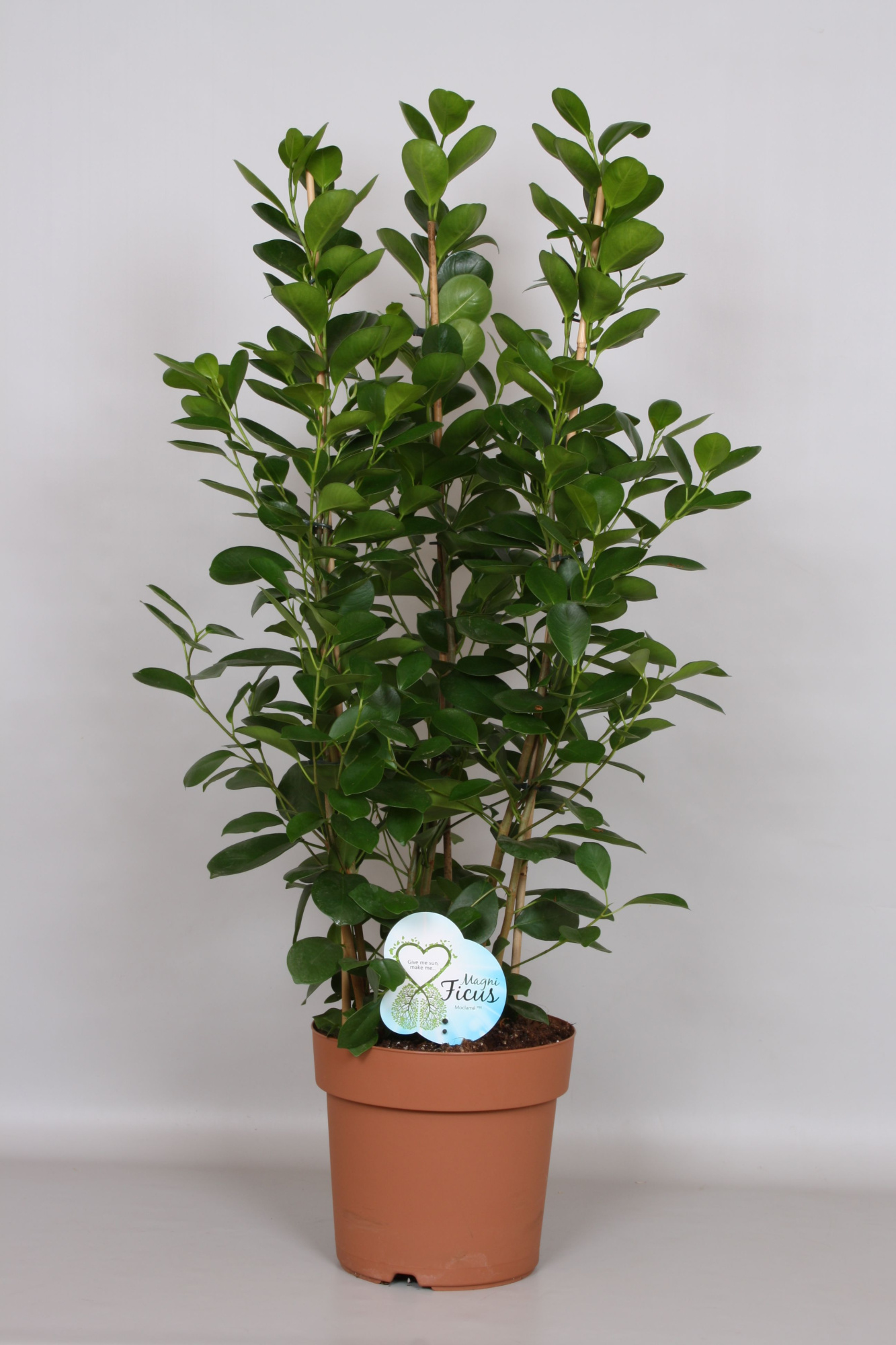 Ficus Moclamé Toef - Green4life, D 24 cm