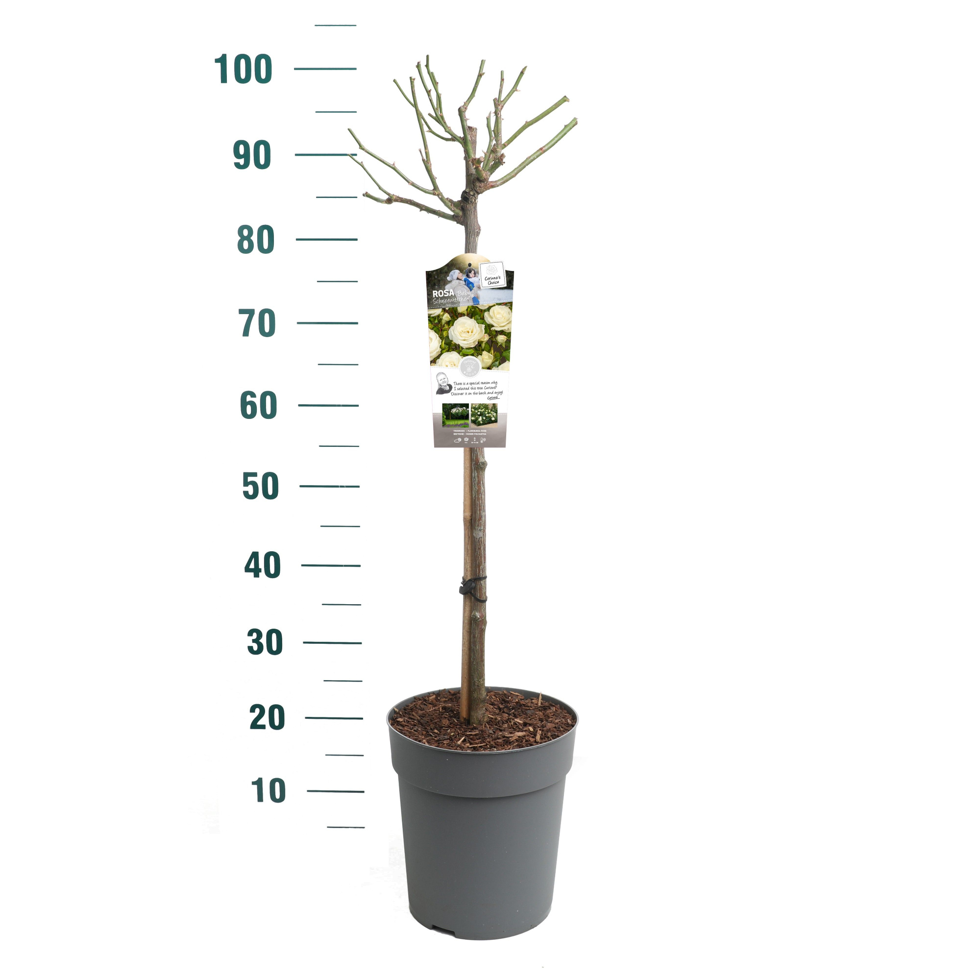 Rosa 'Baby Schneewittchen' - 60 Stam - Exclusive Collection, D 24