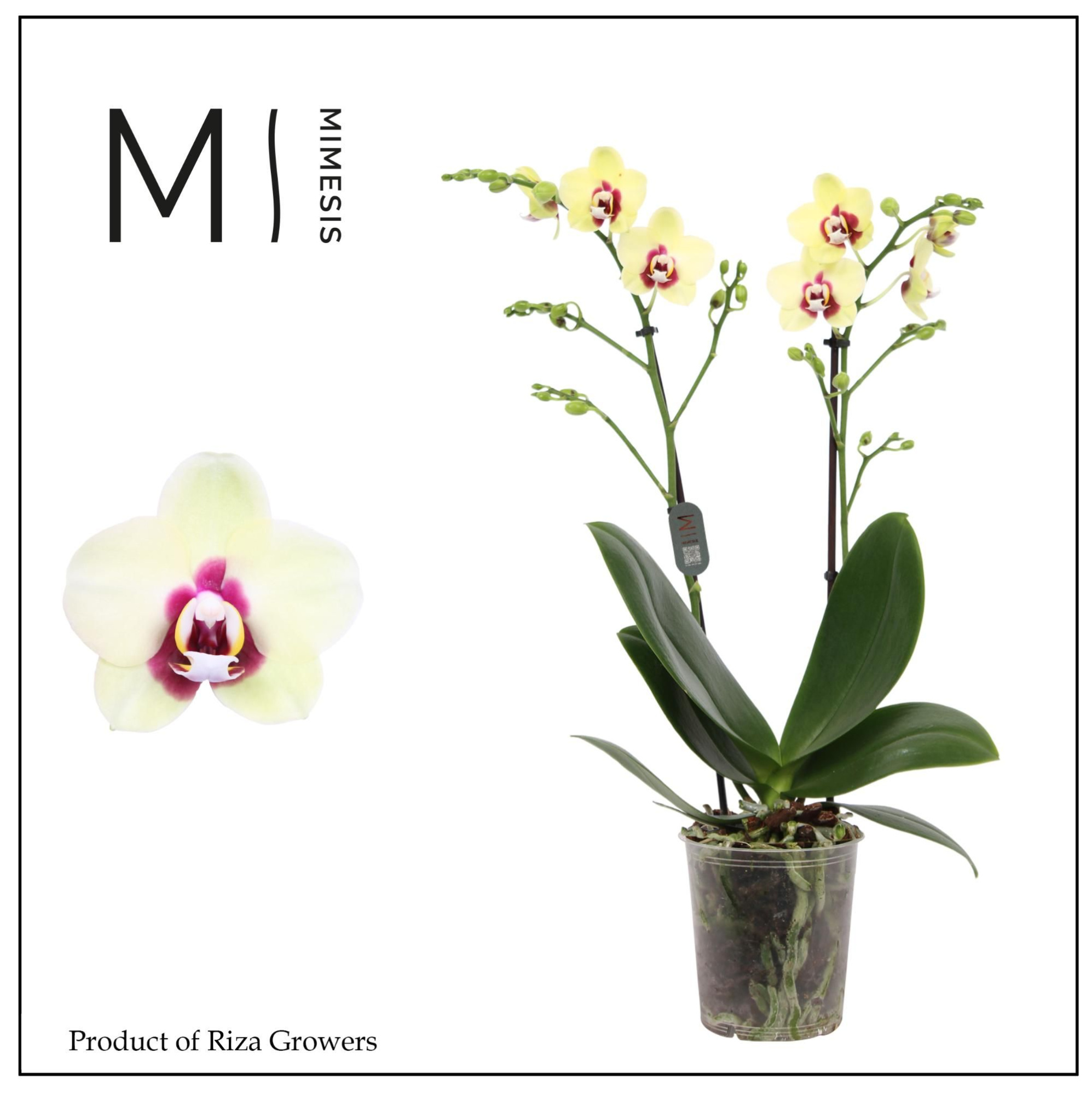 Phalaenopsis Deep Secret 2 spike - 12cm | Mimesis, D 12 cm