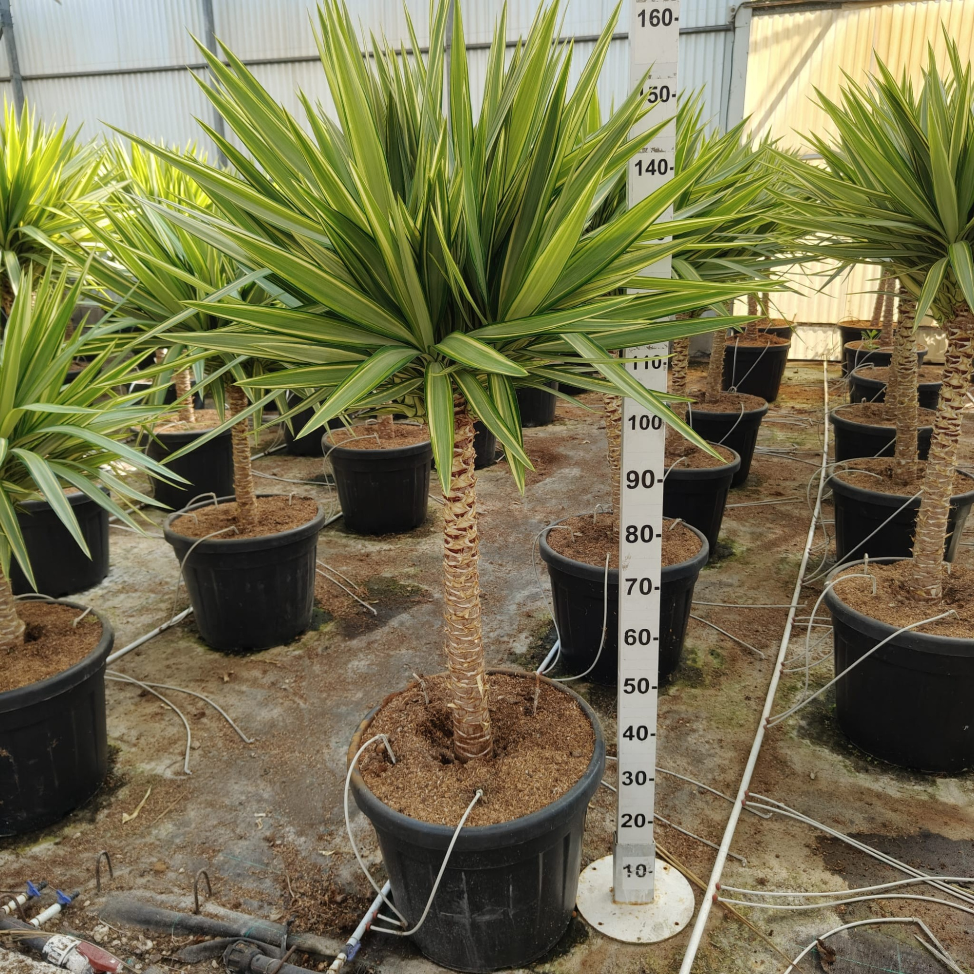 Yucca Jewel Stam, D 70 cm