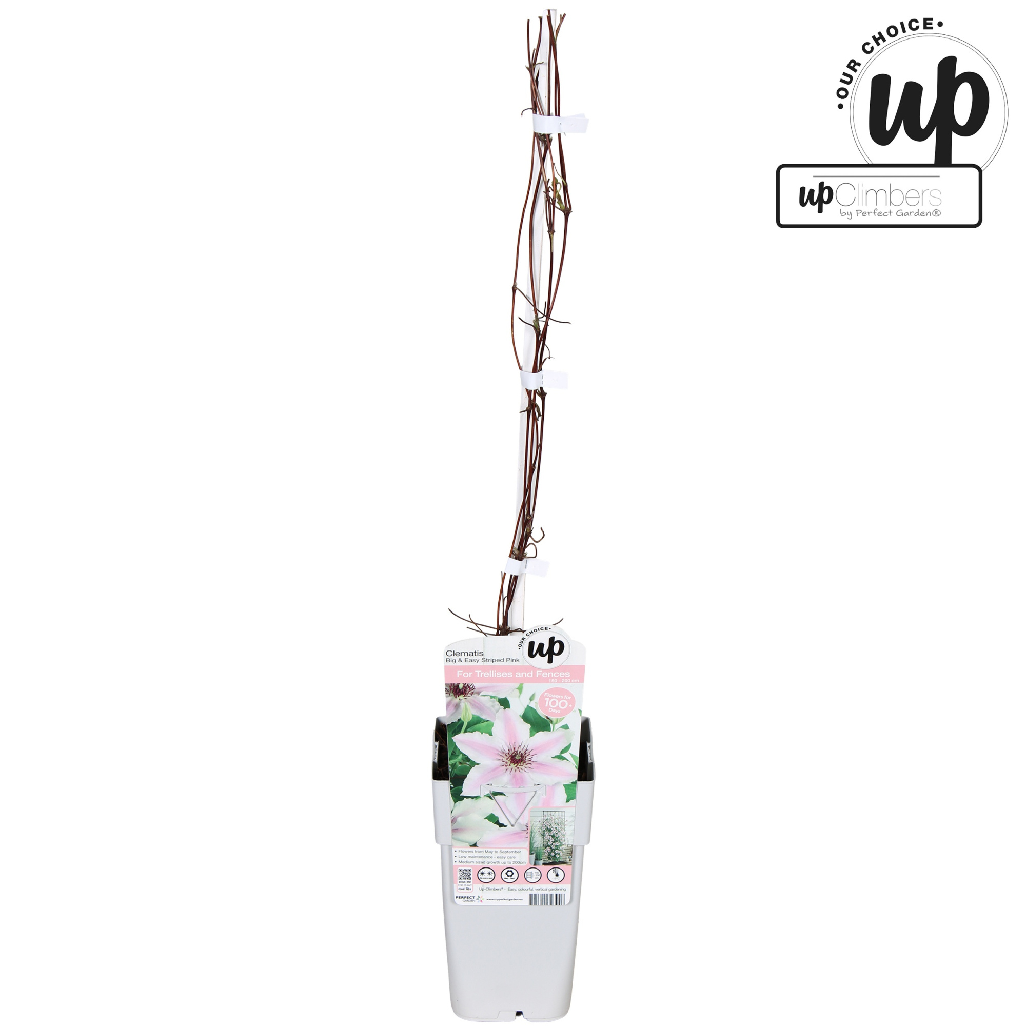 Clematis Big and Easy Striped Pink - Ithemba P15, D 15