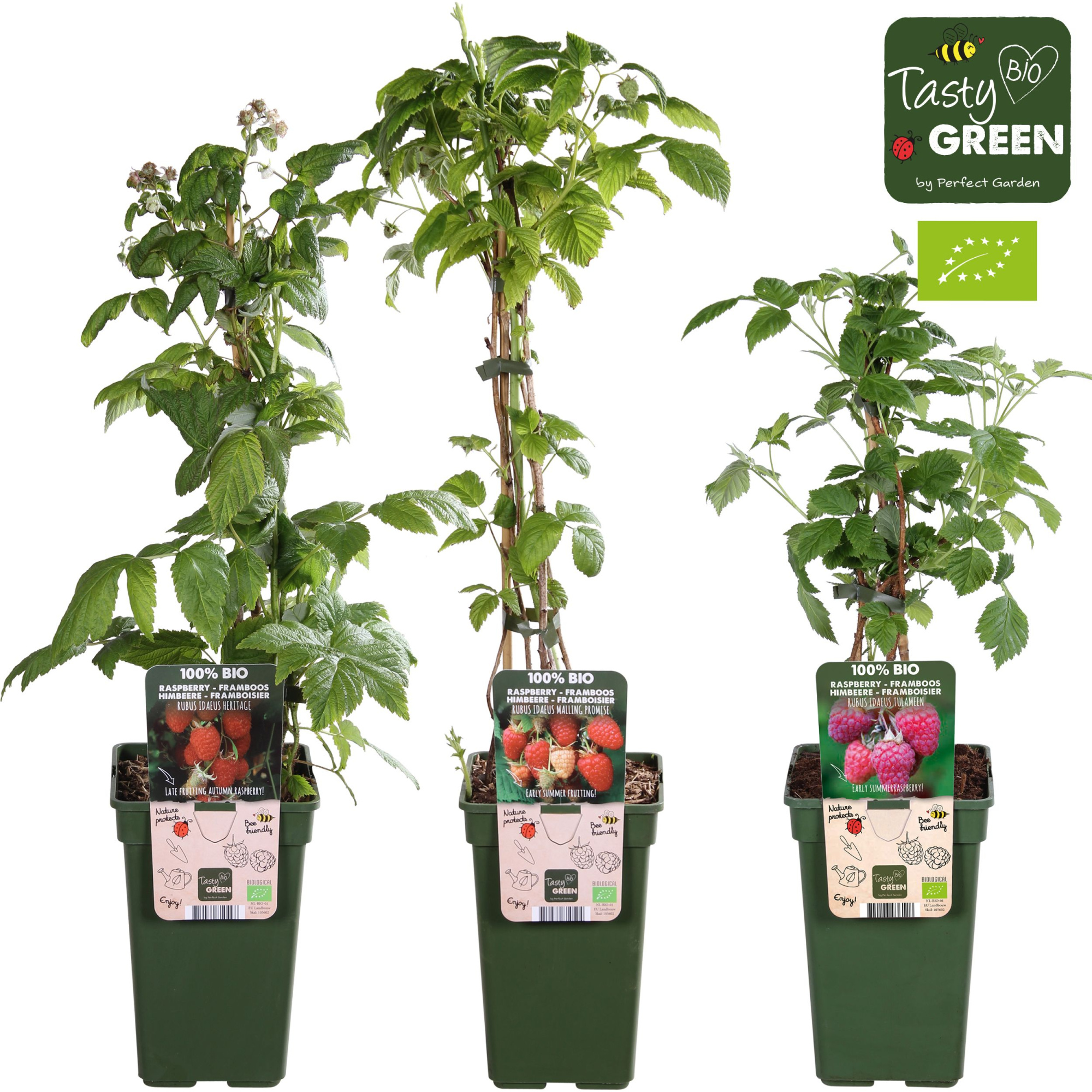 Rubus idaeus Framboos mix tray bio P19, D 19 cm