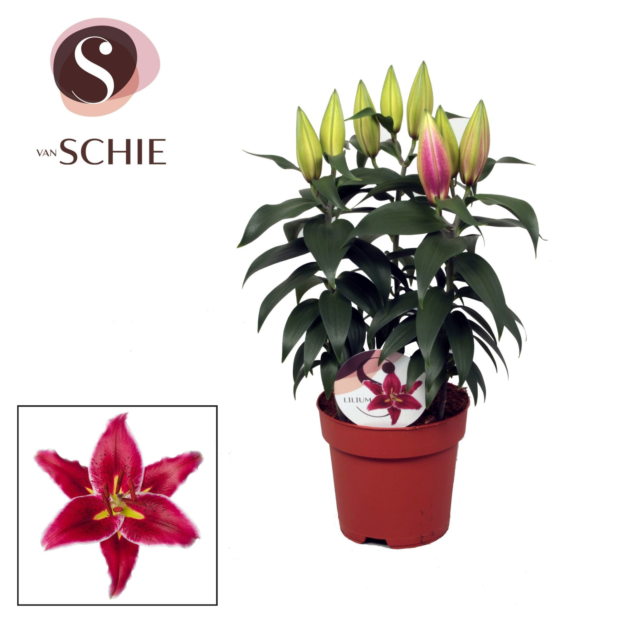 Lilium Or Magny Cours 17cm, D 17