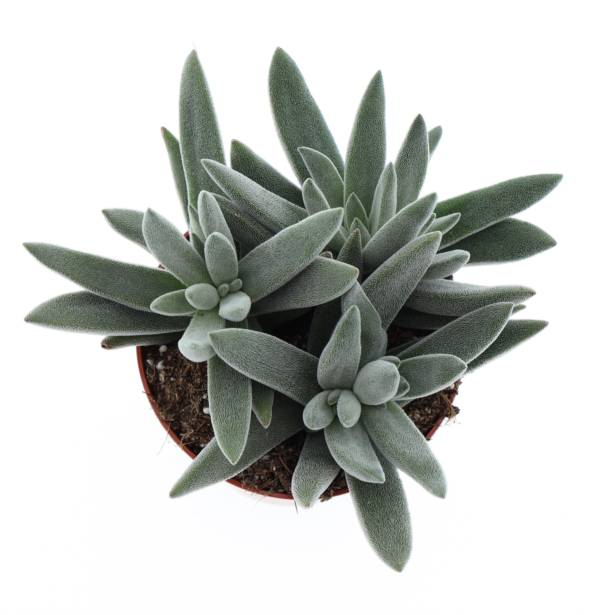Crassula Silver, D 8,5