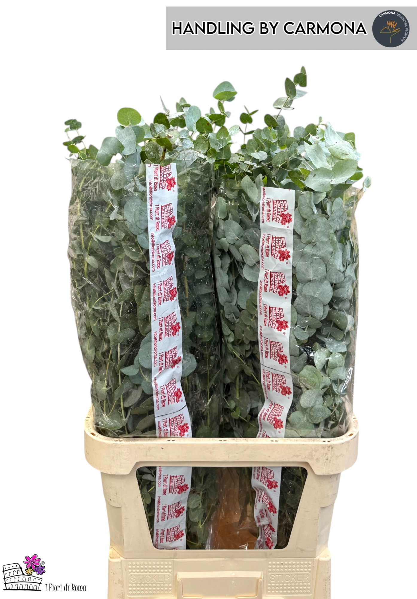 Эвкалипт Цинерея 100, шт.