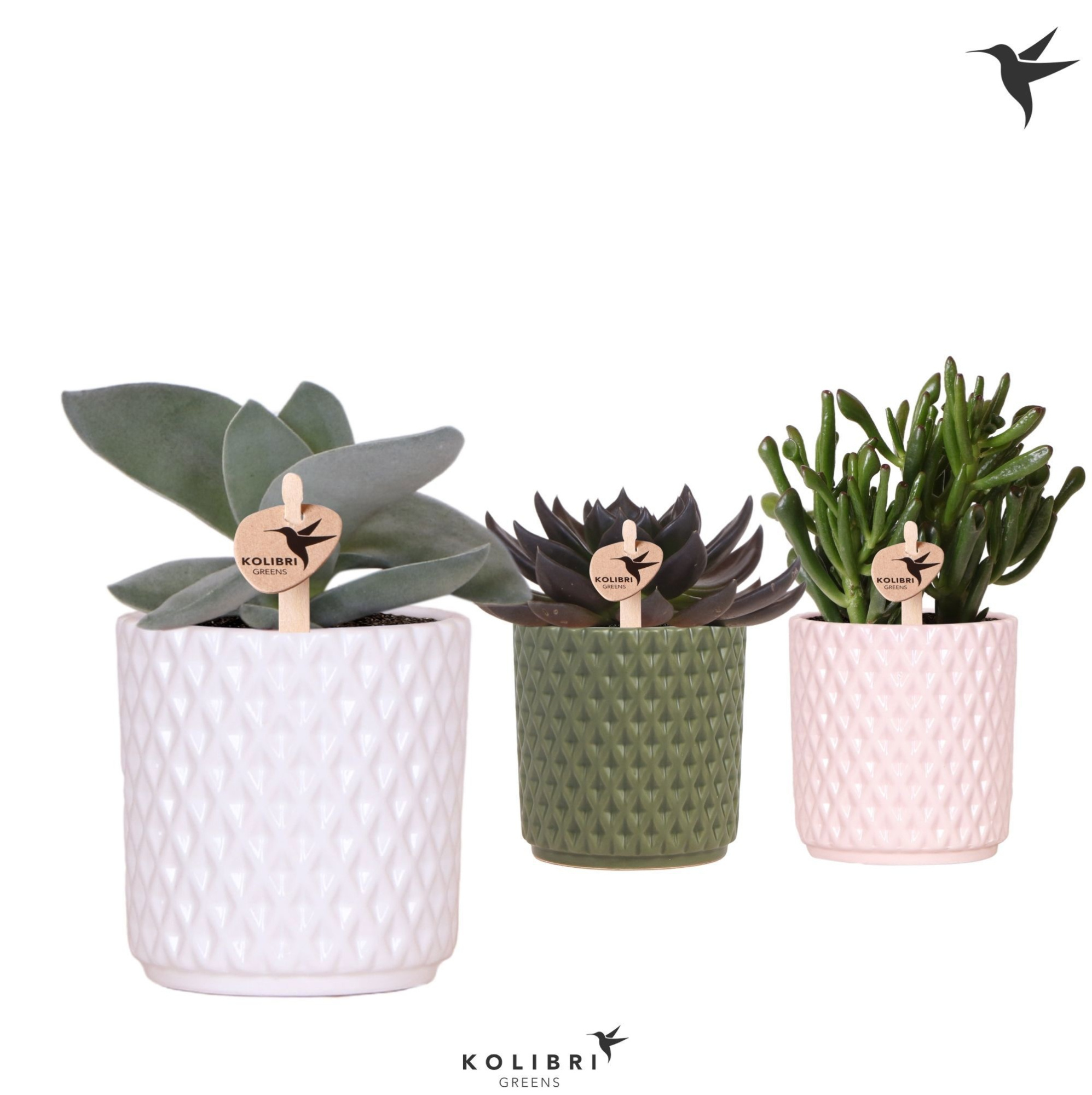 Kolibri Greens Succulenten mix in Diamond pot mix, D 9 cm