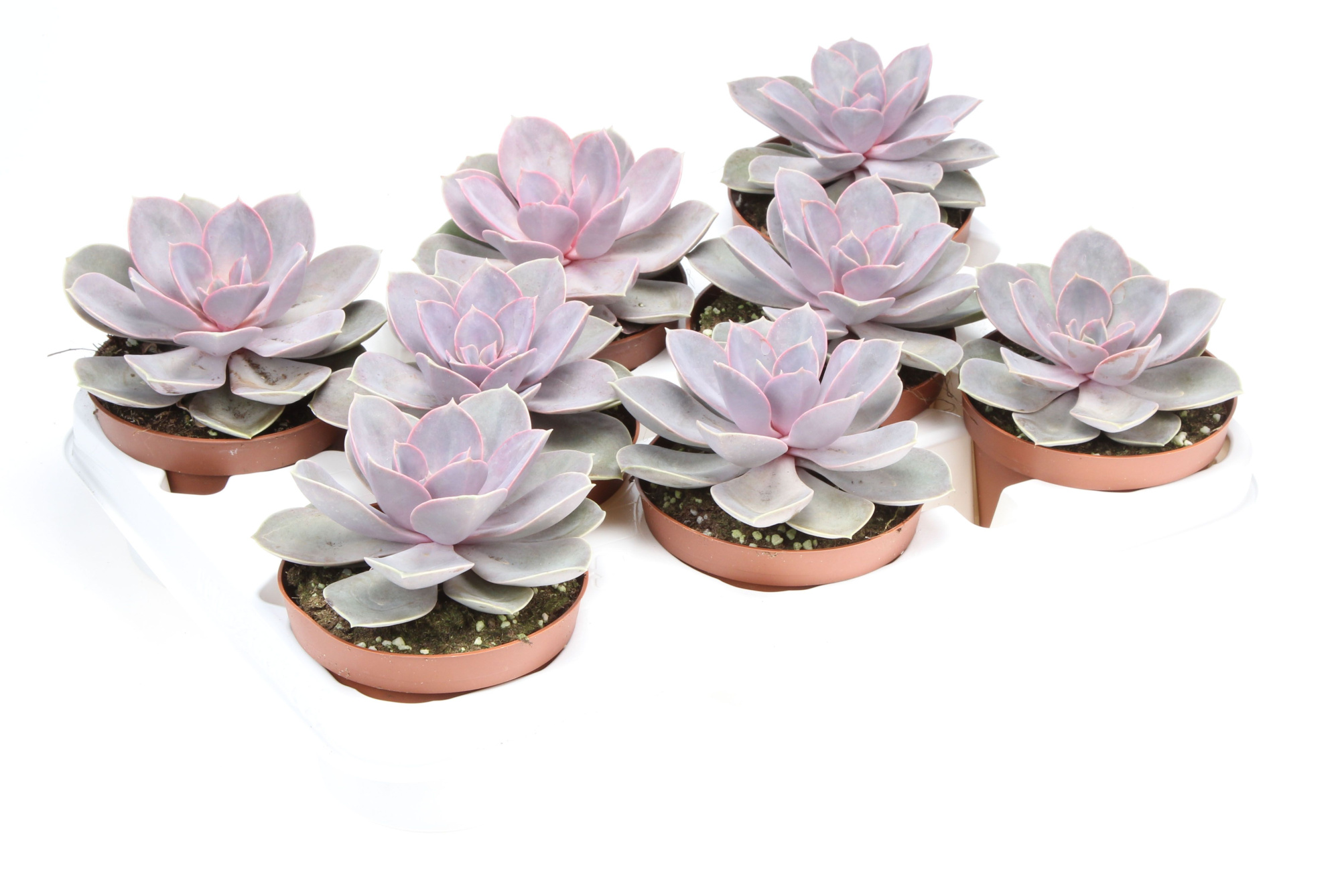 Echeveria Perle von Nurnberg, D 10,5 cm
