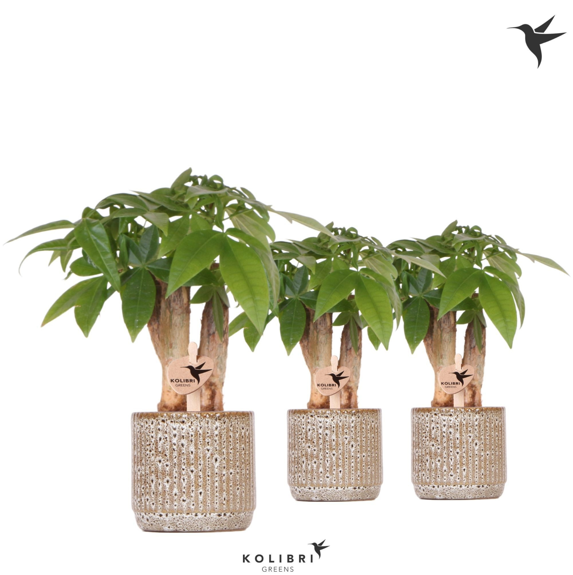 Kolibri Greens Pachira in Jaguar pot, D 6