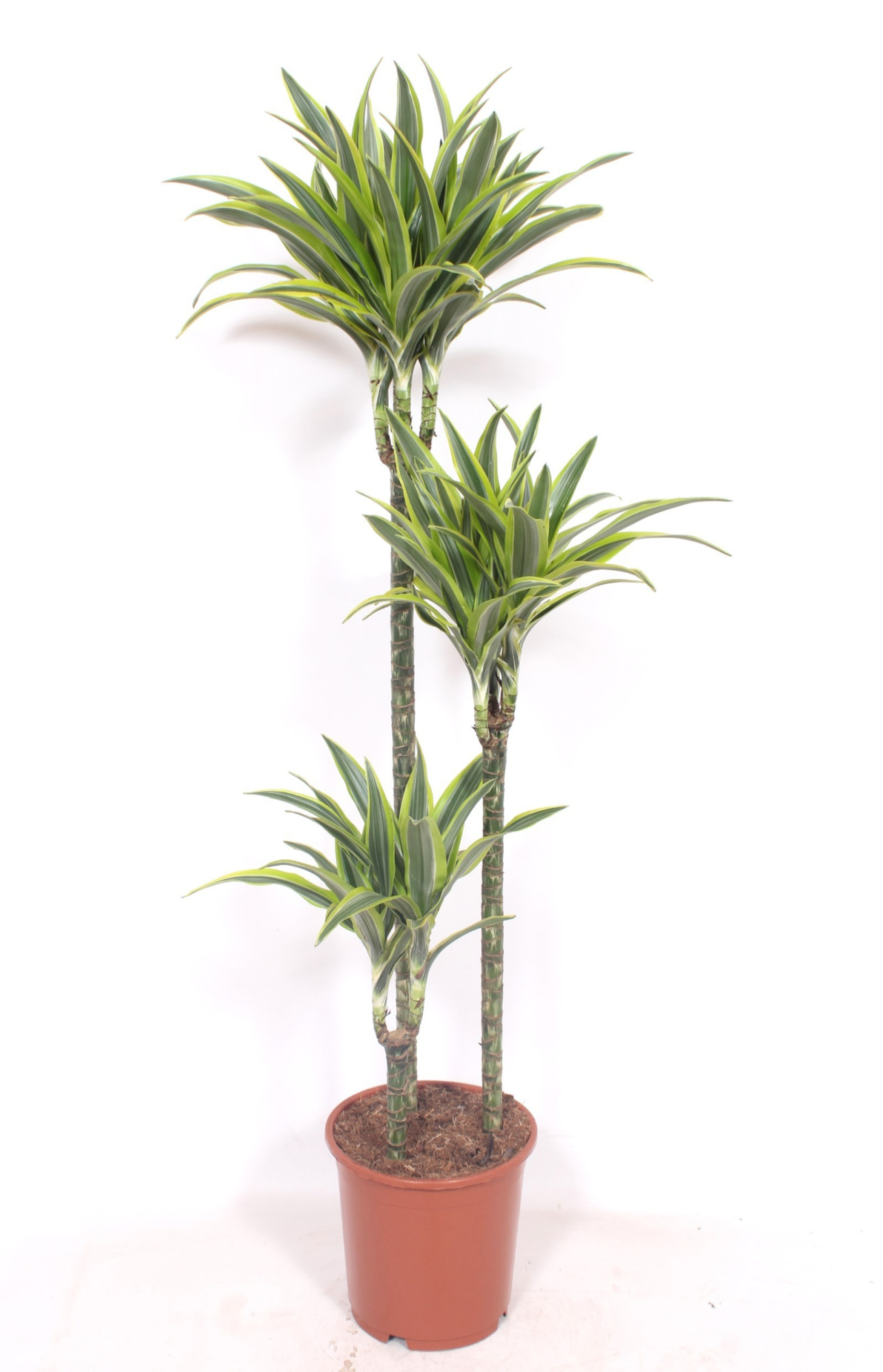 Dracaena Lemon Lime 90-60-30, D 24