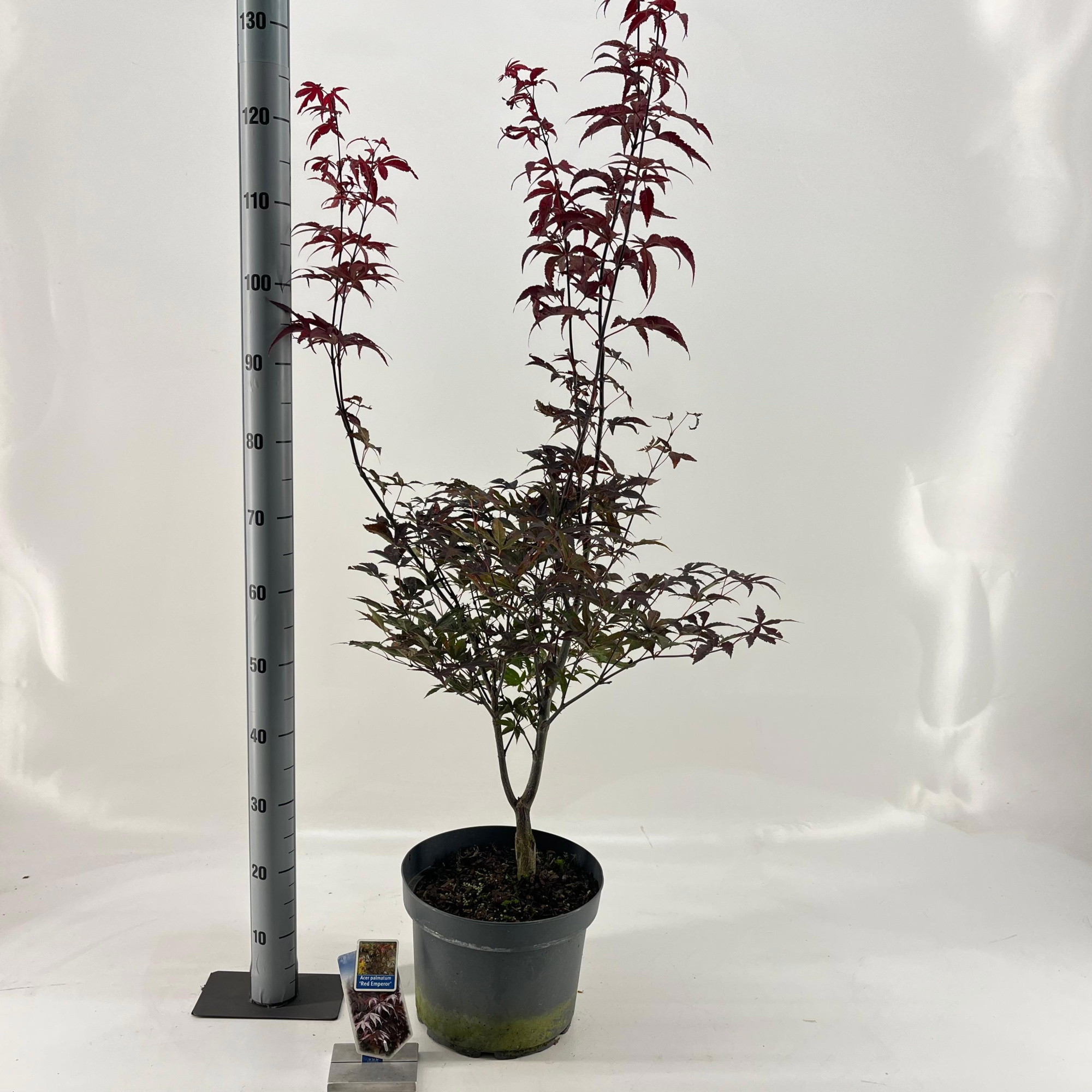 Acer pal. 'Red Emperor', D 29 cm