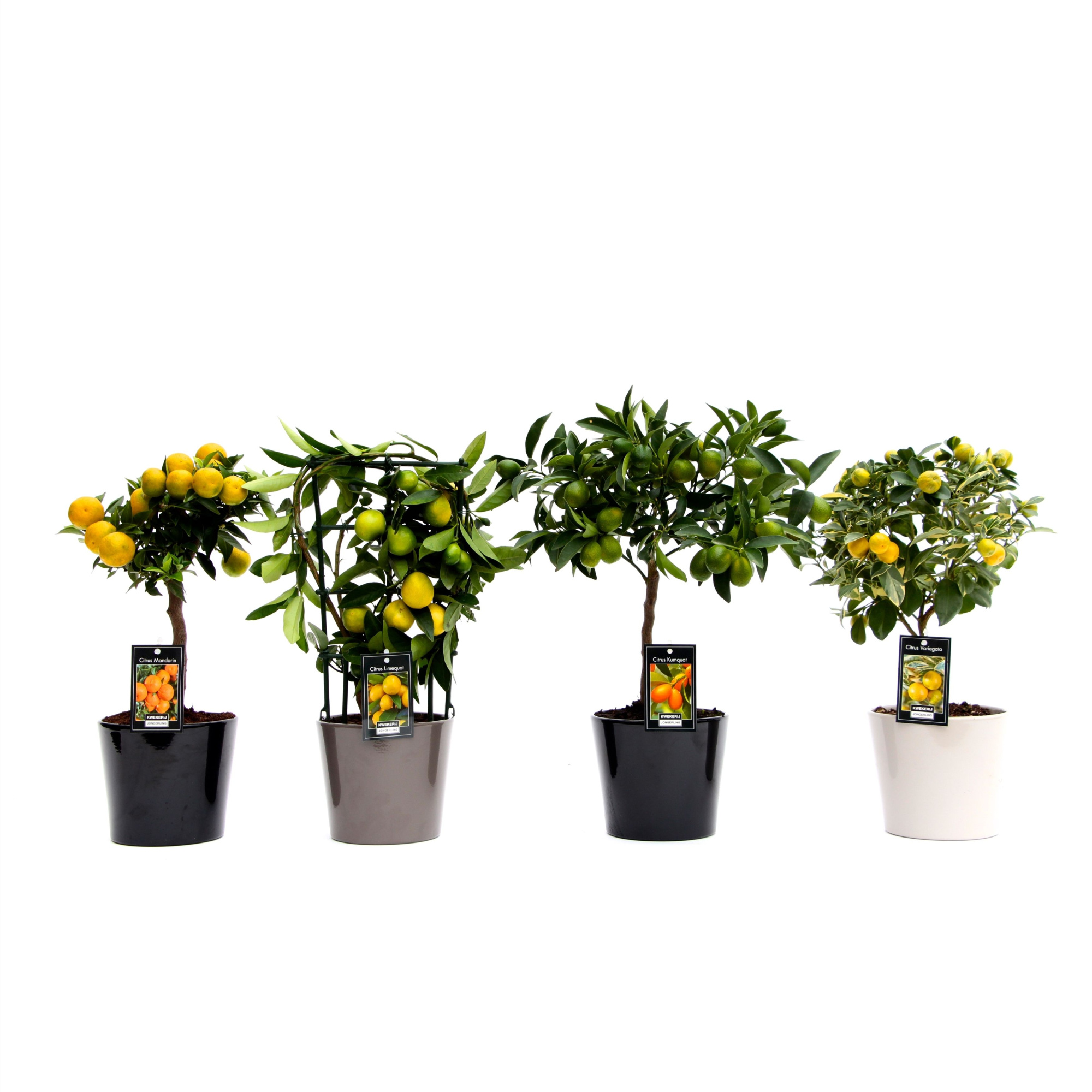 Citrus mix in Keramiek Roma, D 16 cm