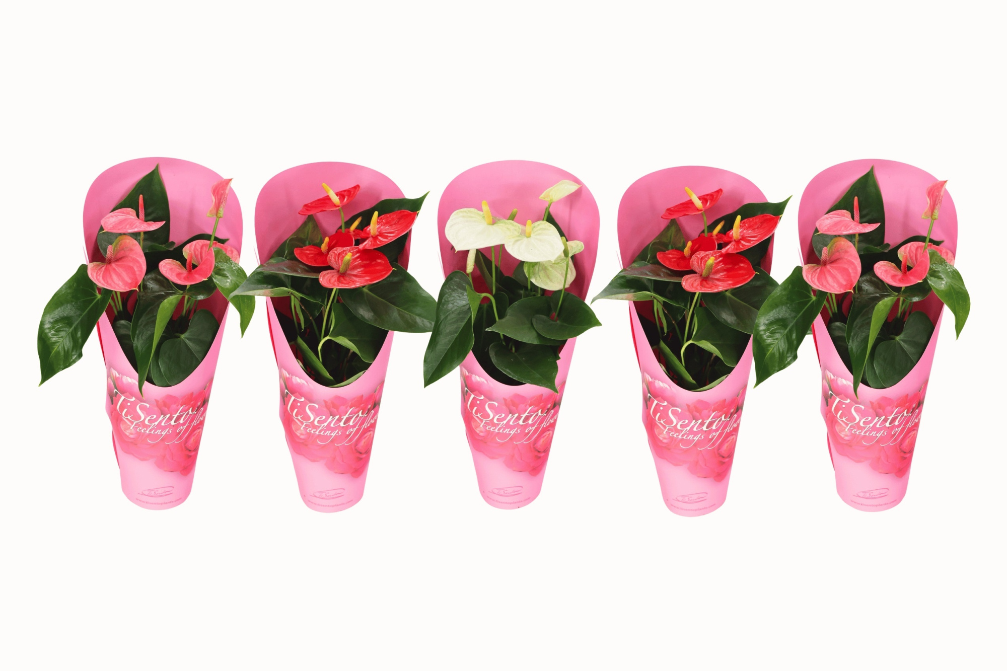 Anthurium in specially giftcover, D 12 cm