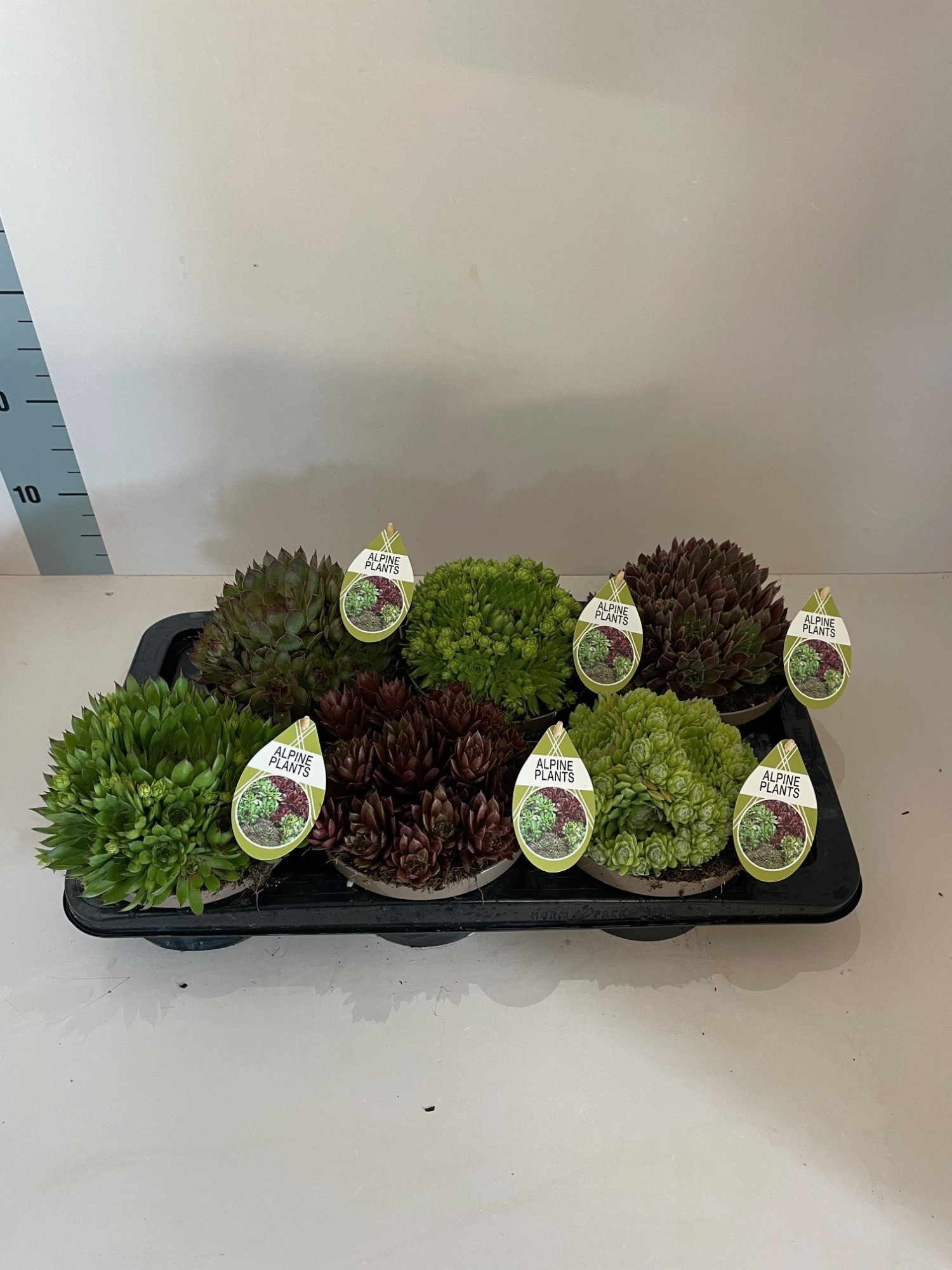 Sempervivum mix, Ø 17cm, D 17 cm