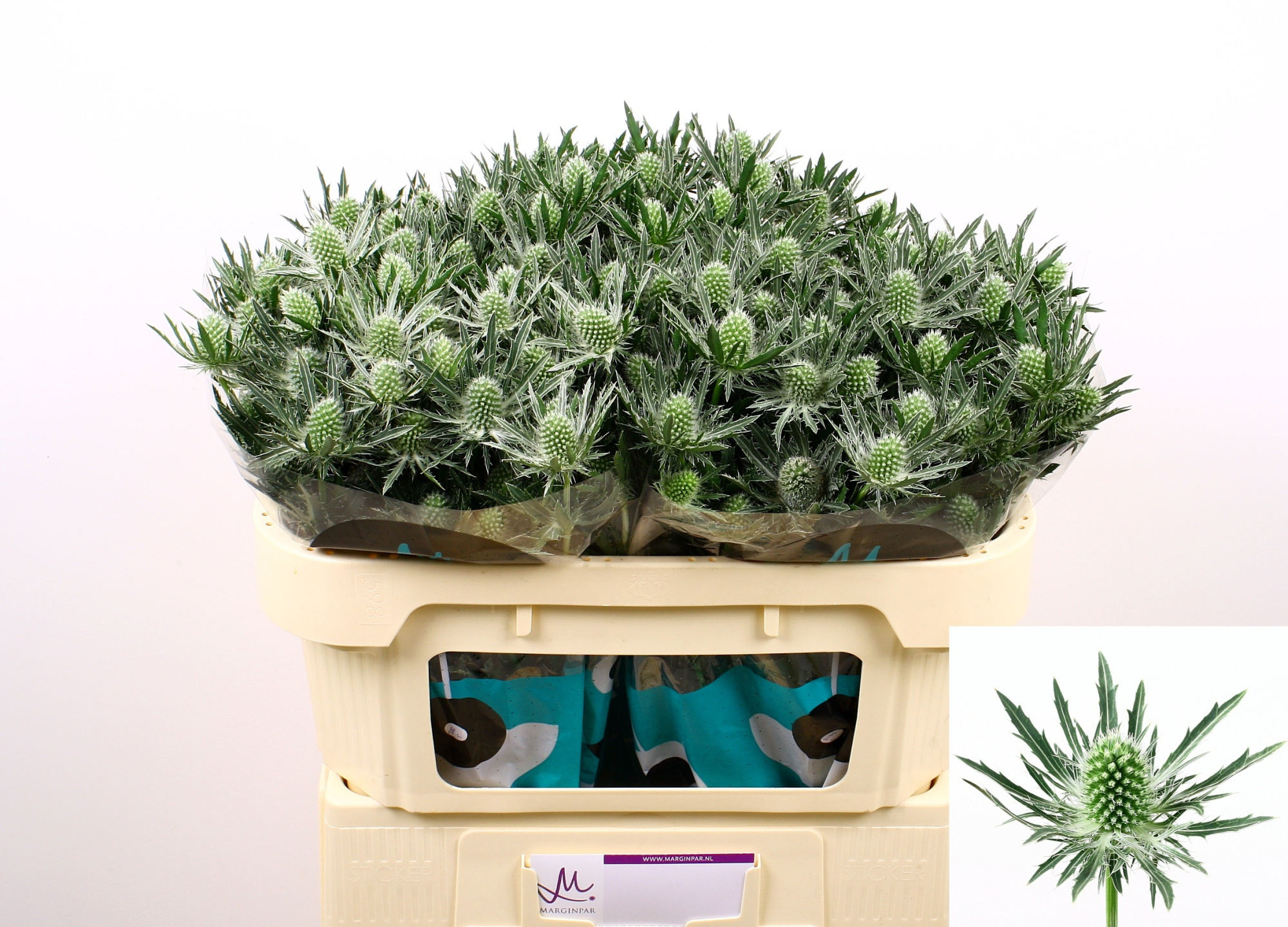 Эрингиум Сириус Кьюстар 70, шт.