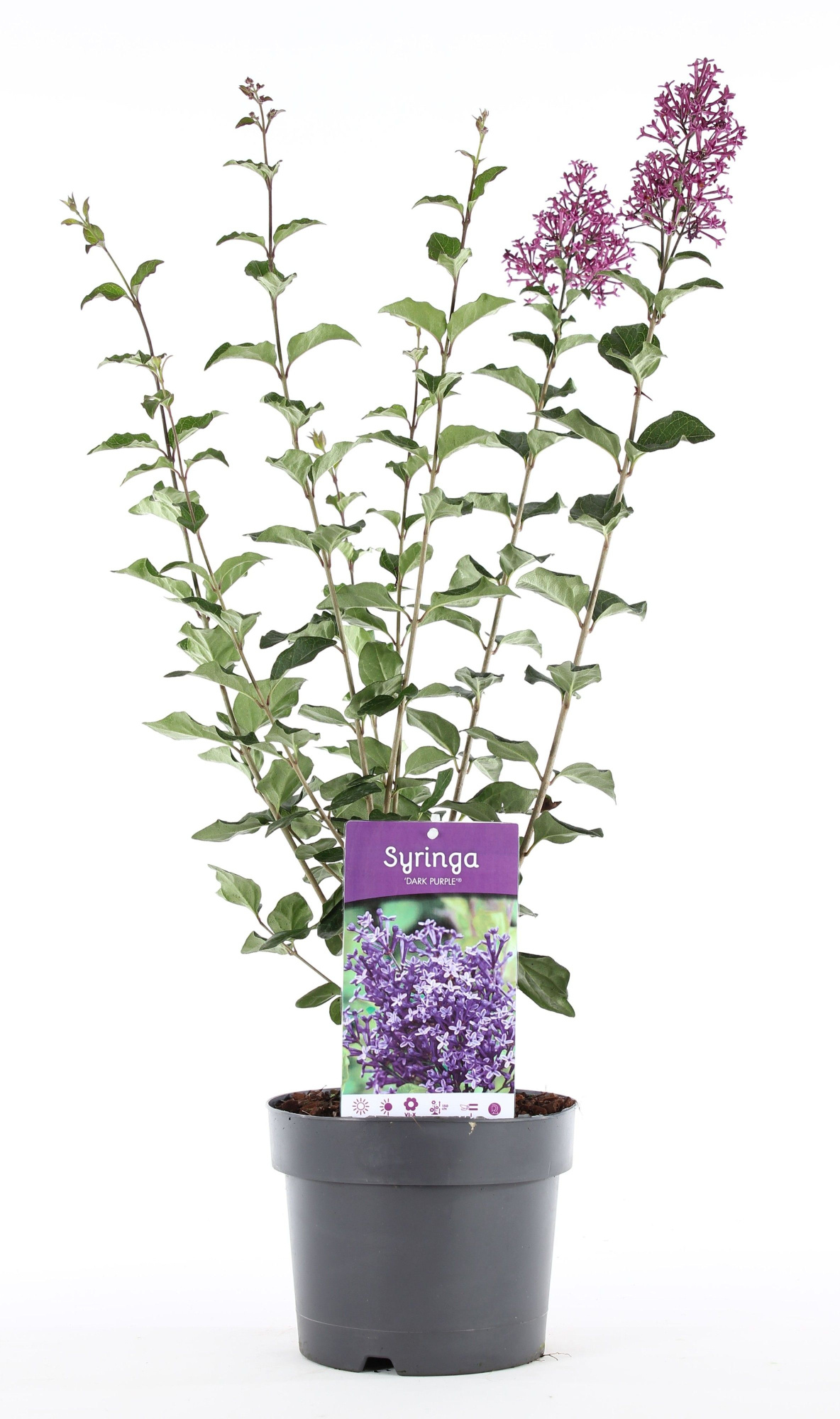 Syringa 'Dark Purple'® P19/C3, D 19 cm