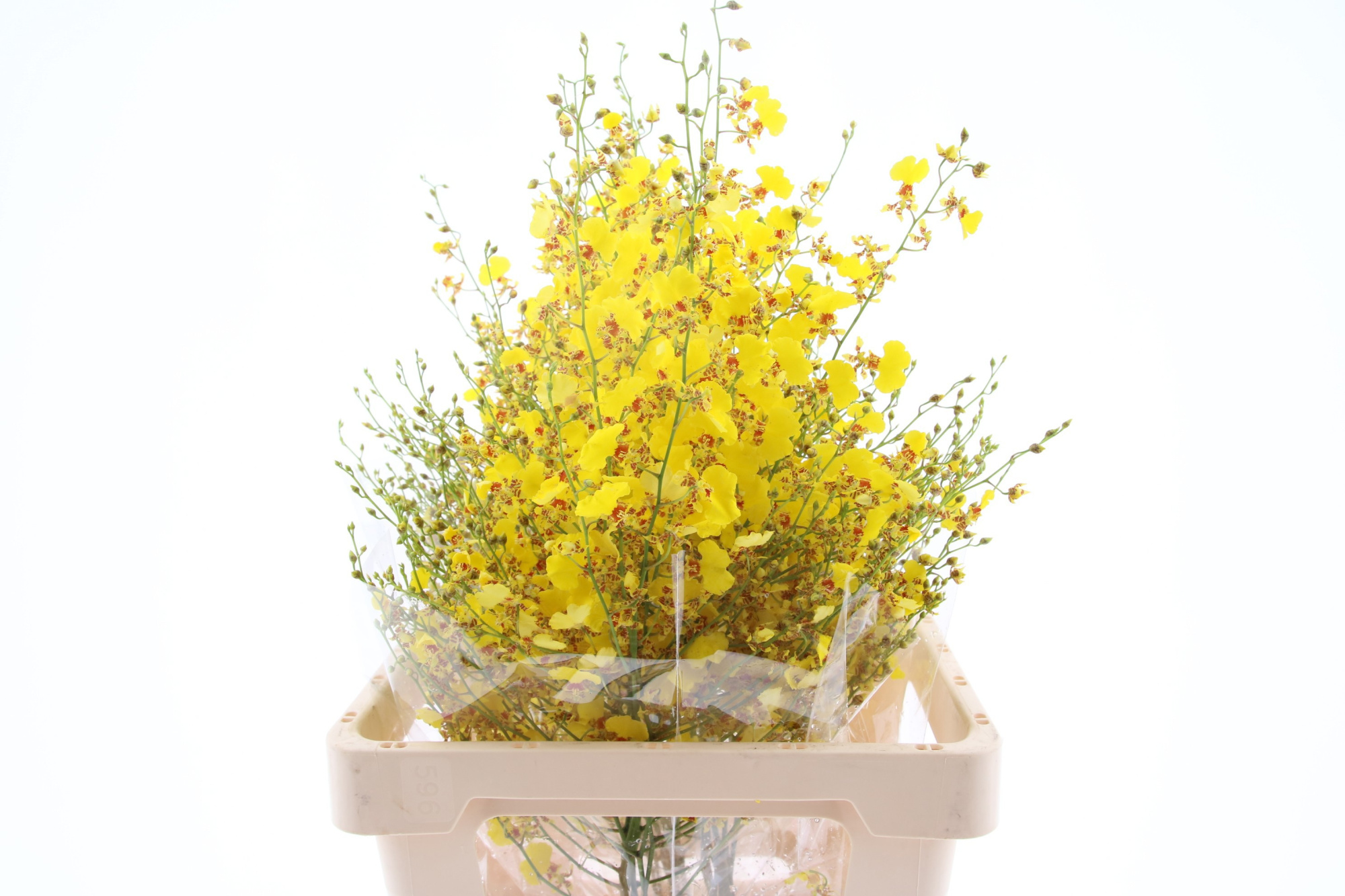 Онцидиум Овериг 65, шт.