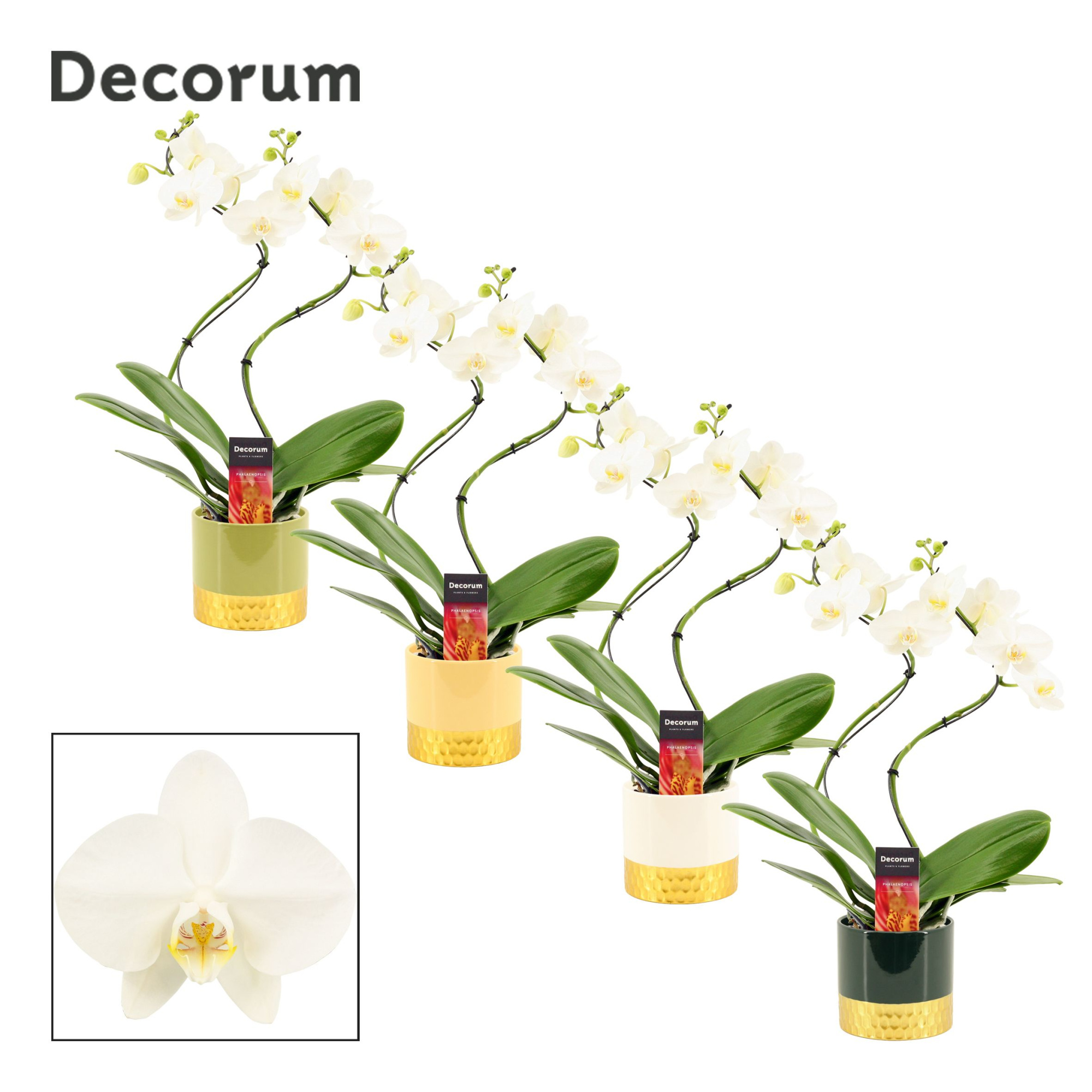 Phalaenopsis hurricane wit in Frederique (Top blend-collection), D 12 cm