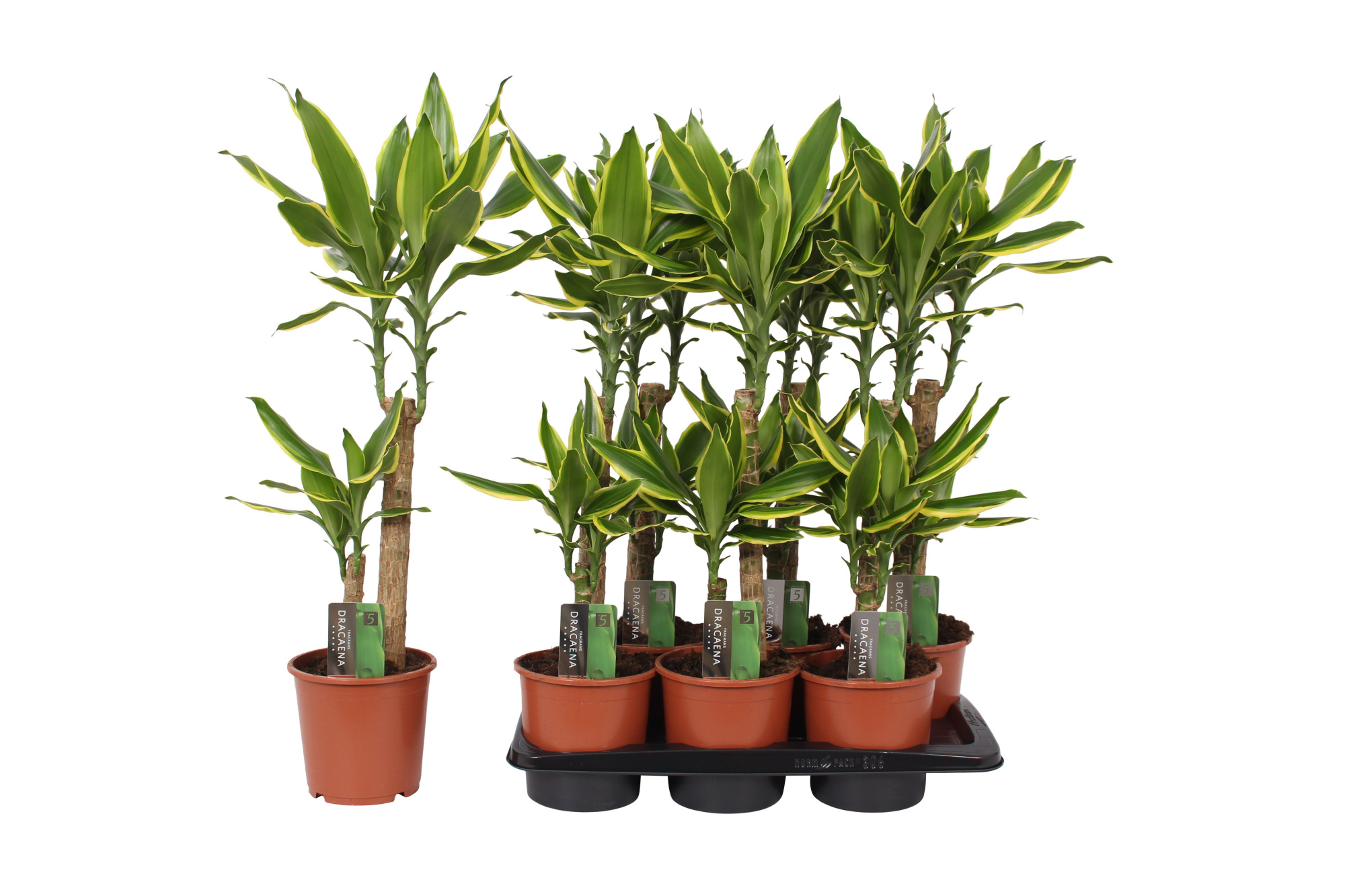 Dracaena Golden Coast, 17 cm pot, D 17 cm