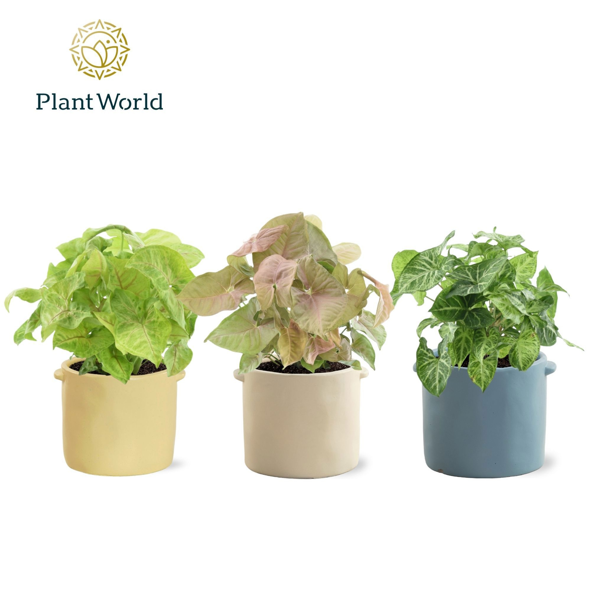 Syngonium mix 14 cm in pot Charlotte, D 14