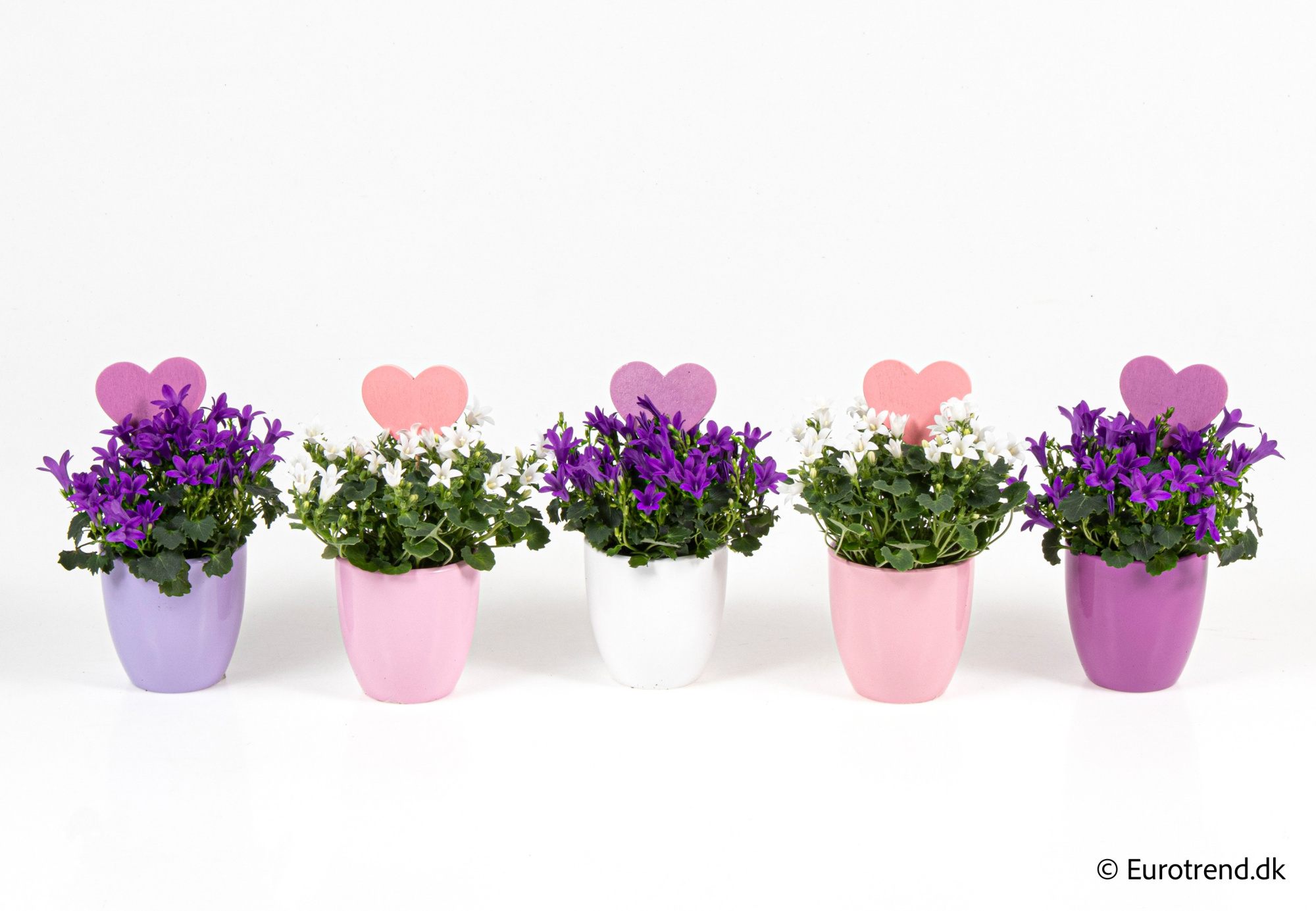 Campanula in Valentine ceramic 2026, D 6