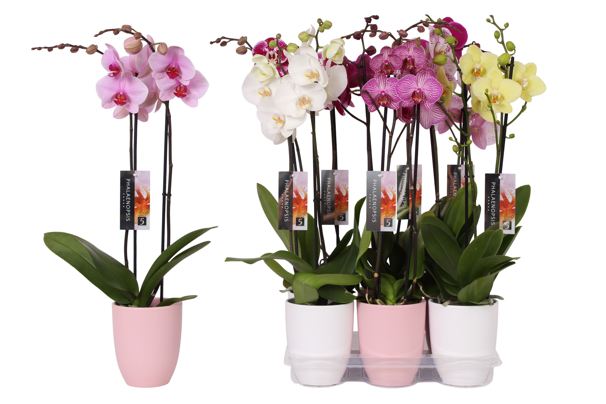 Phalaenopsis mix, 2-spike Pink and White Ceramics, D 12 cm