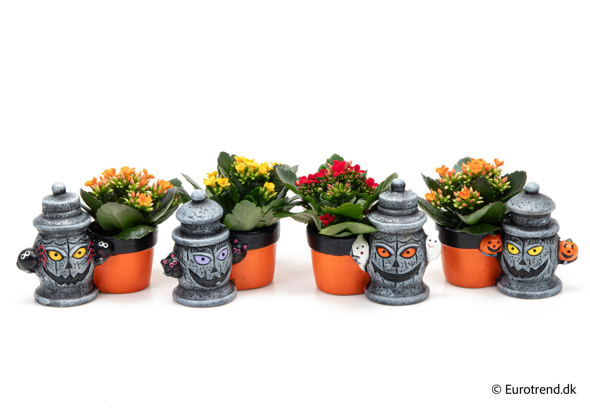 Kalanchoe in Halloween ceramic 2025, D 6 cm