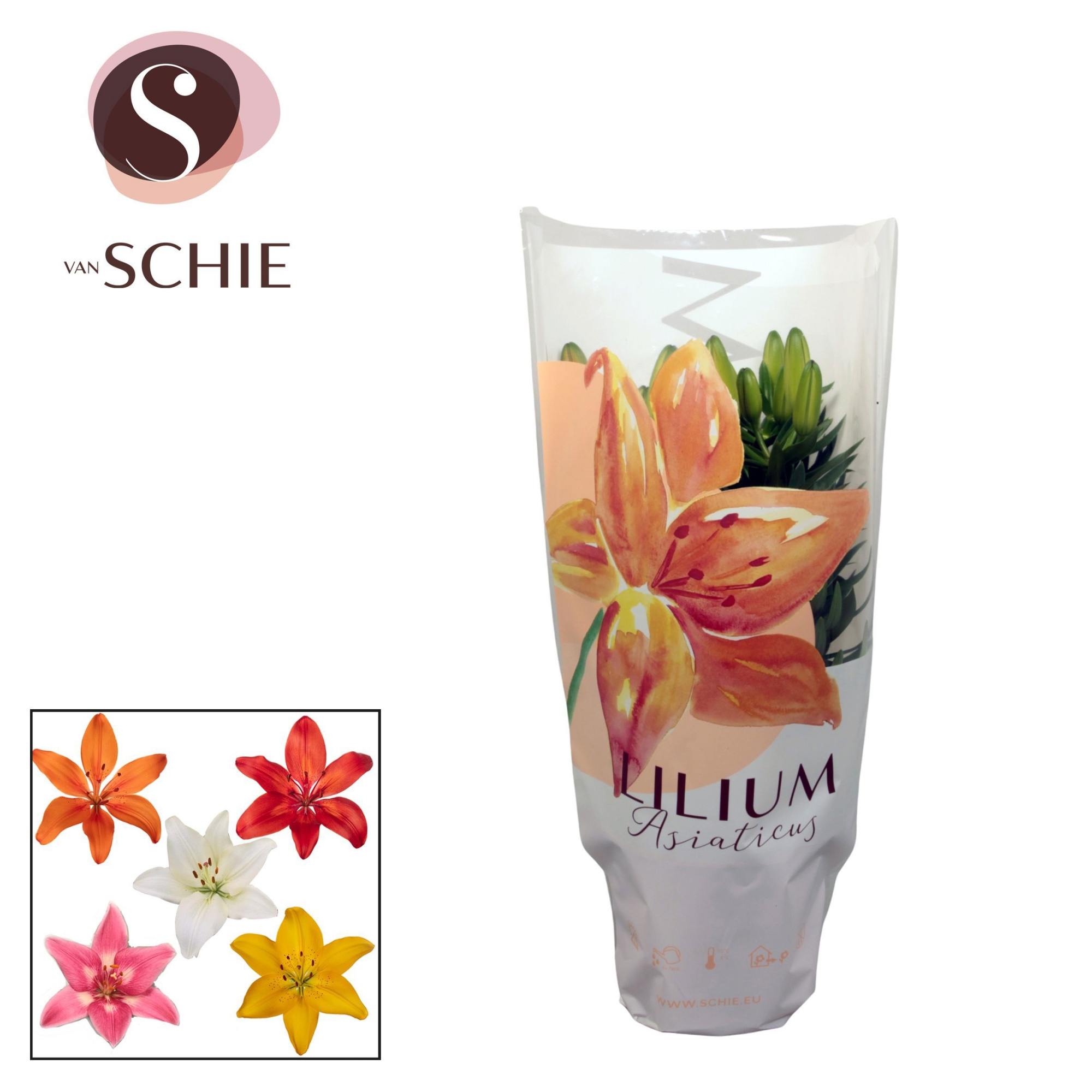 Lilium Az. Mix 13cm 2pp, D 13