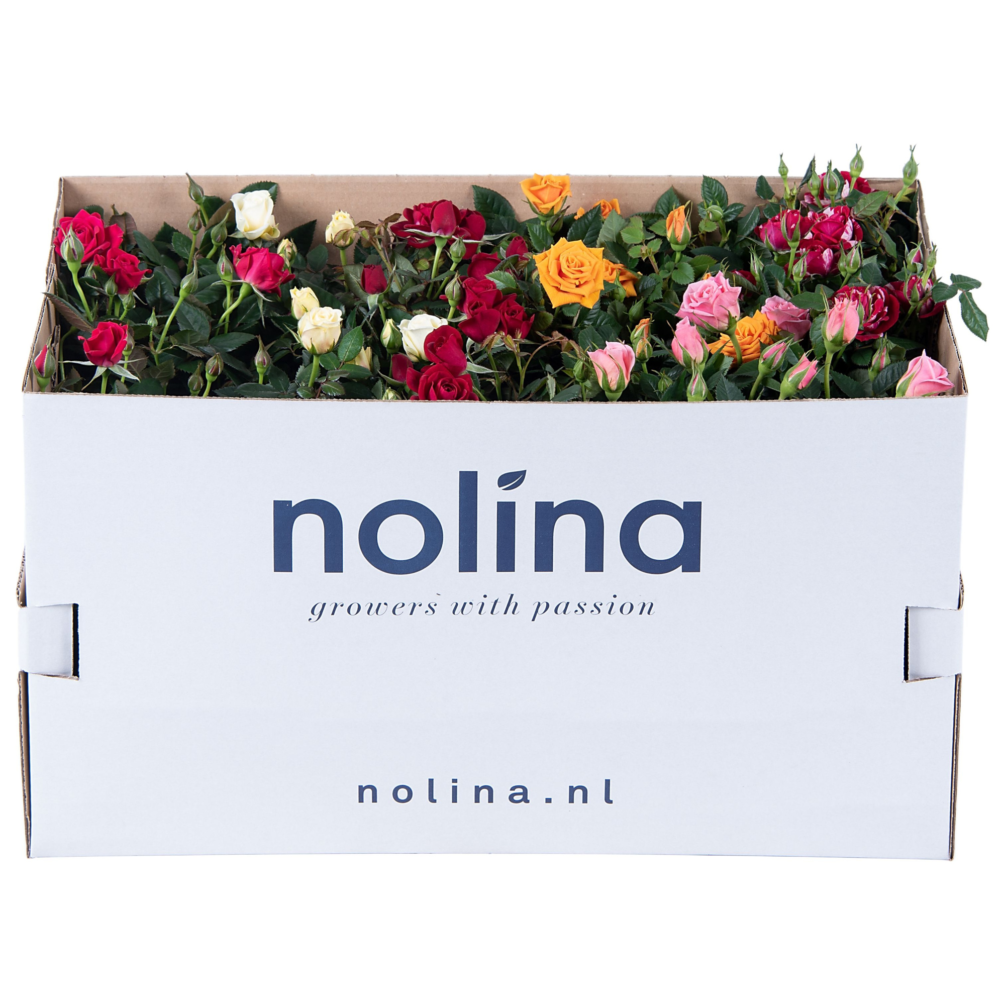 Nolina Roses Ø 10,5 cm Mix in box st. 1-2, D 10,5 cm