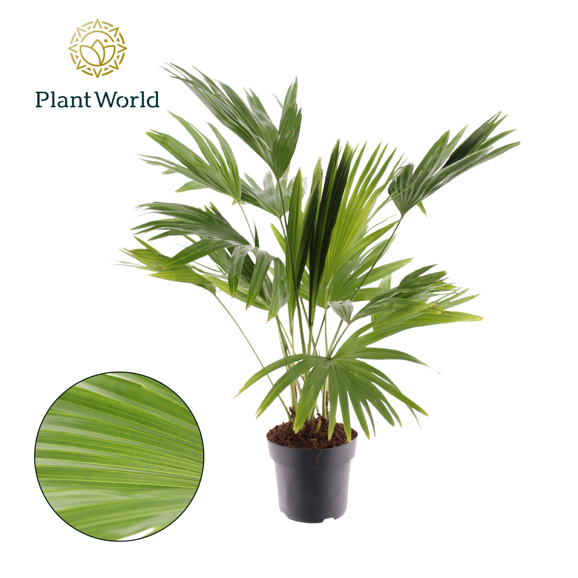 Livistona Rotundifolia 3pp, D 21